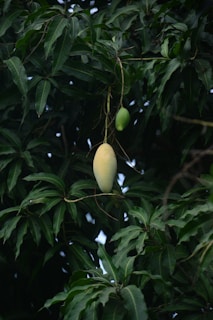 Mangoes hang from a leafy tree branch.