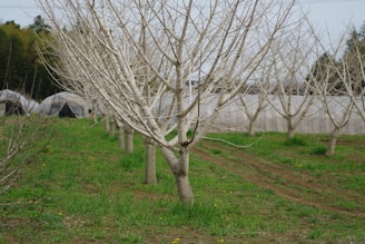 Bare trees standing in a grassy orchard before pruning.