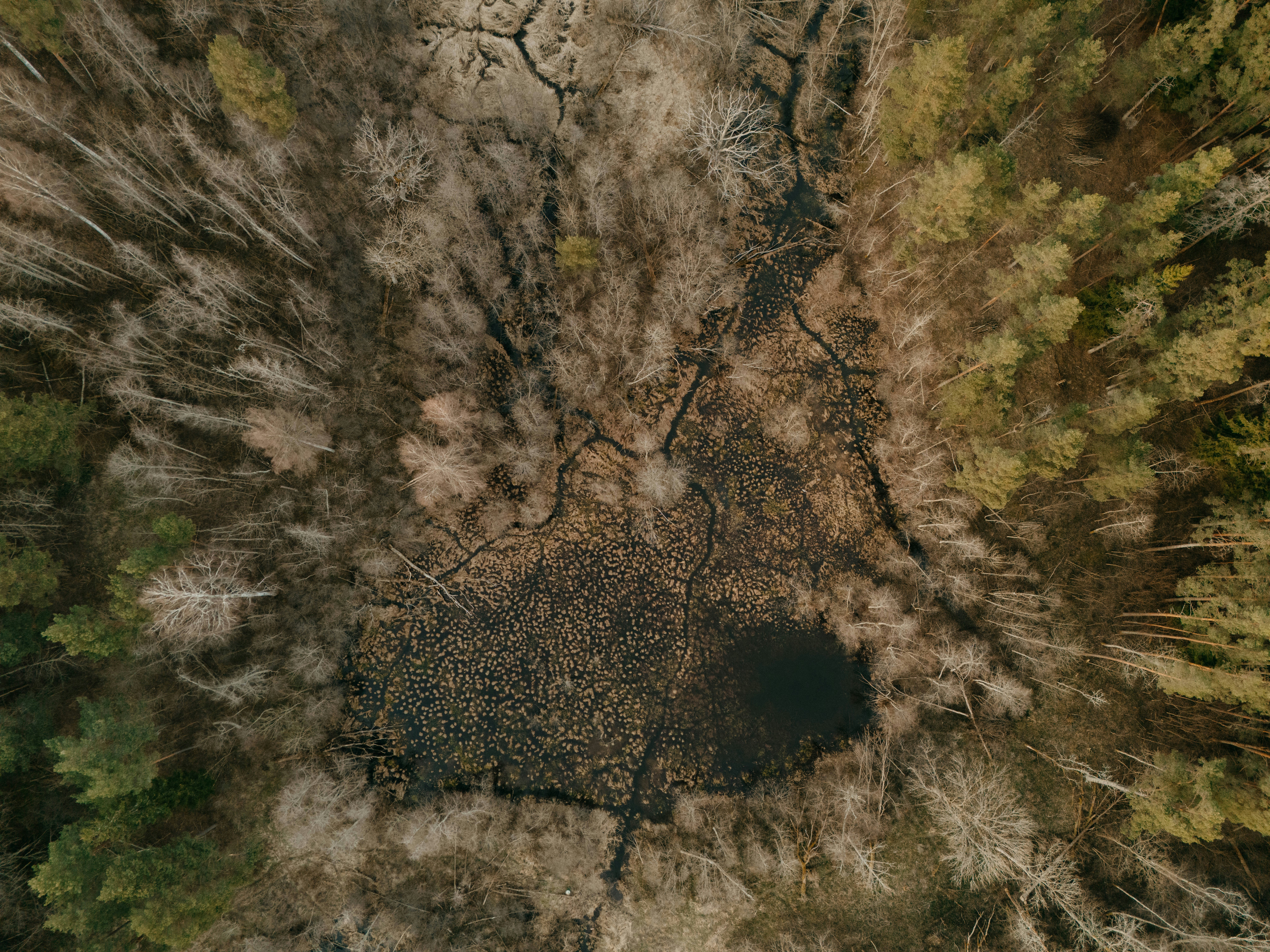 An aerial view of a forest and a pond.