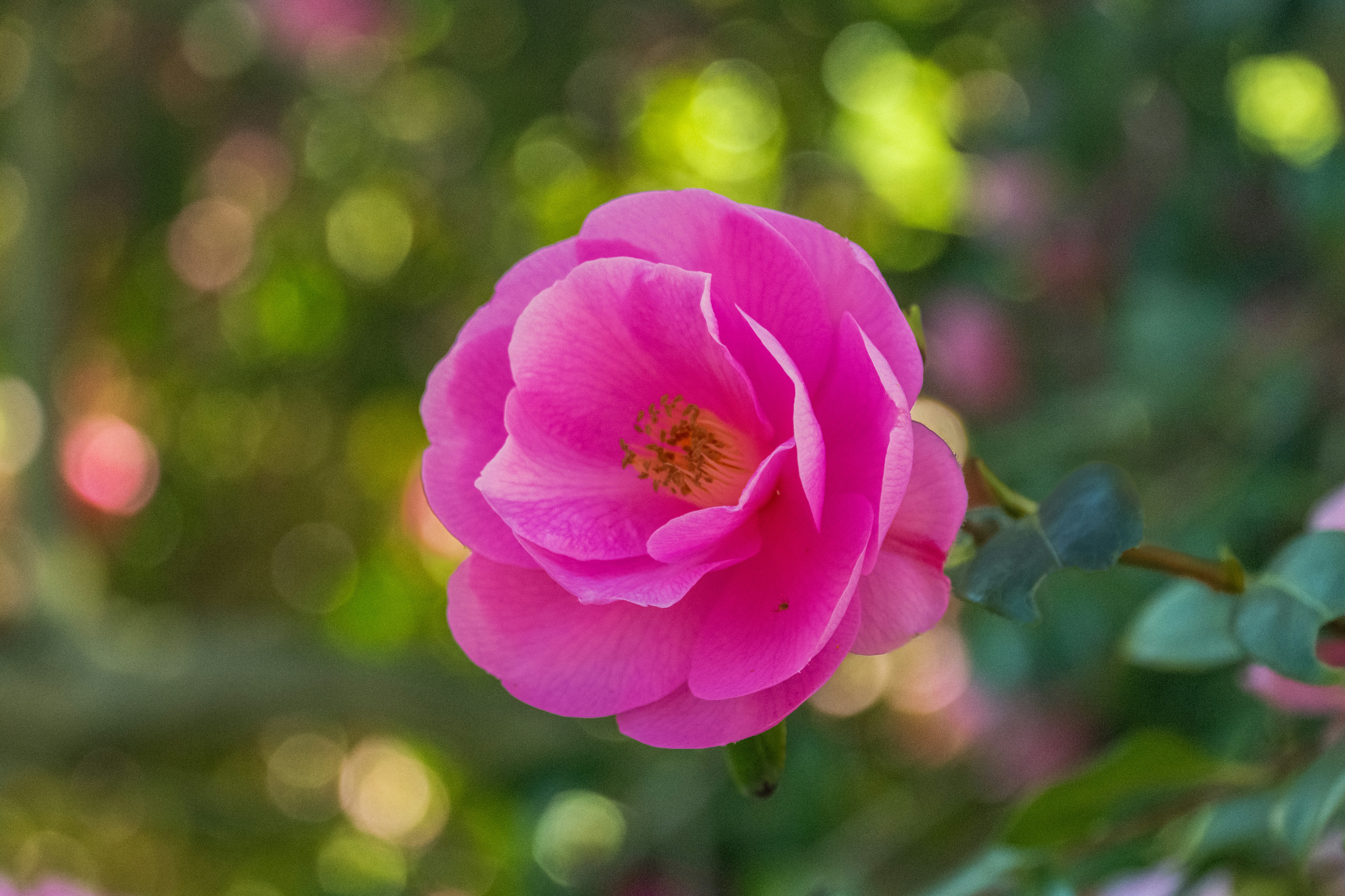 Photo by siegfriedpoepperl