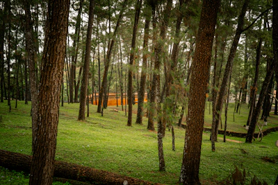 Lush forest with tall, thin trees.