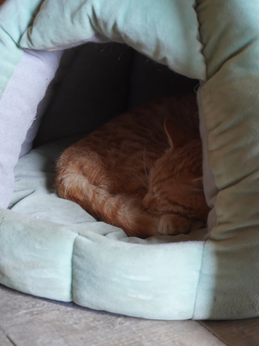 Gato laranja dormindo aconchegado em uma caminha