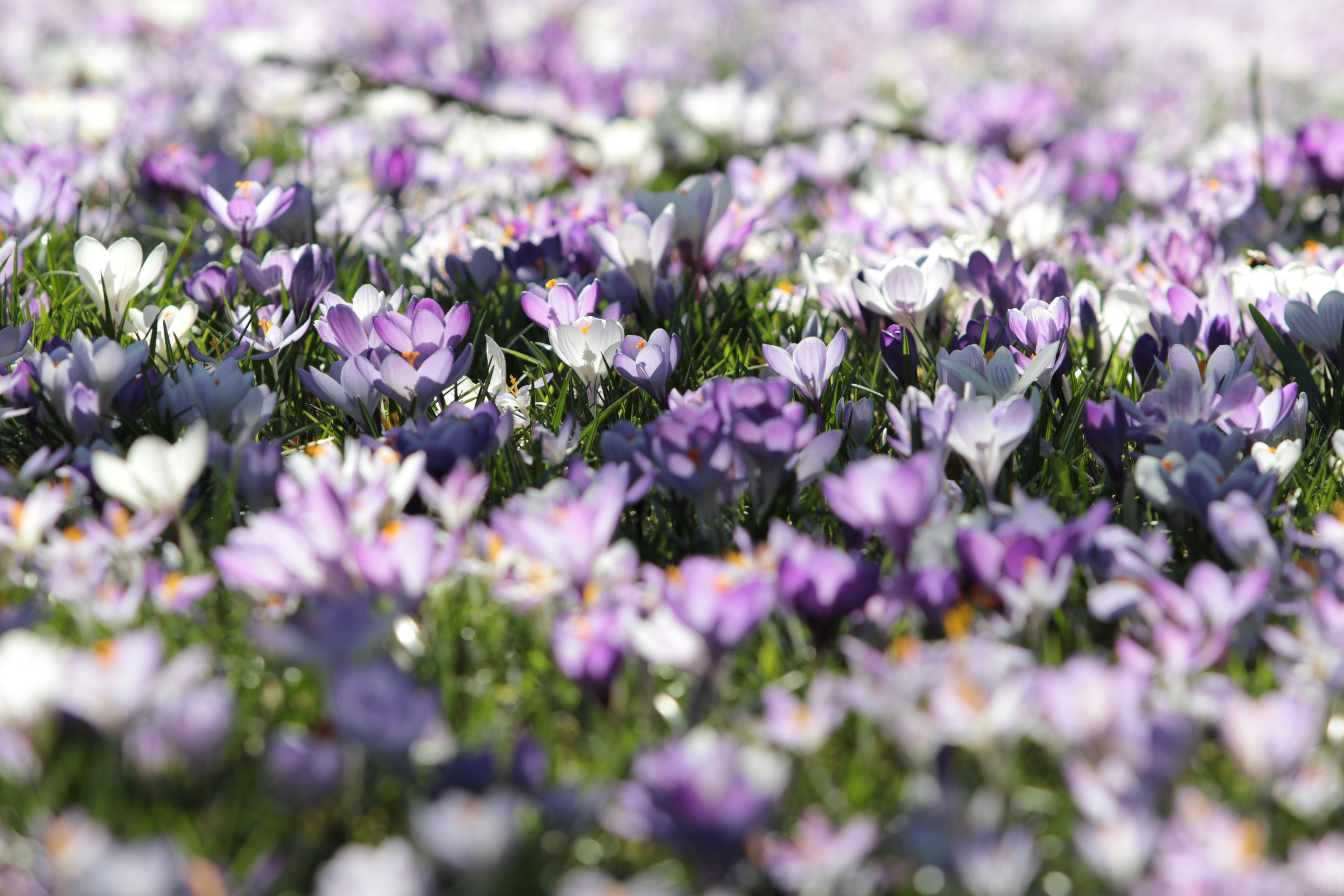 Lila und weiße Krokusblüten blühen wunderschön.