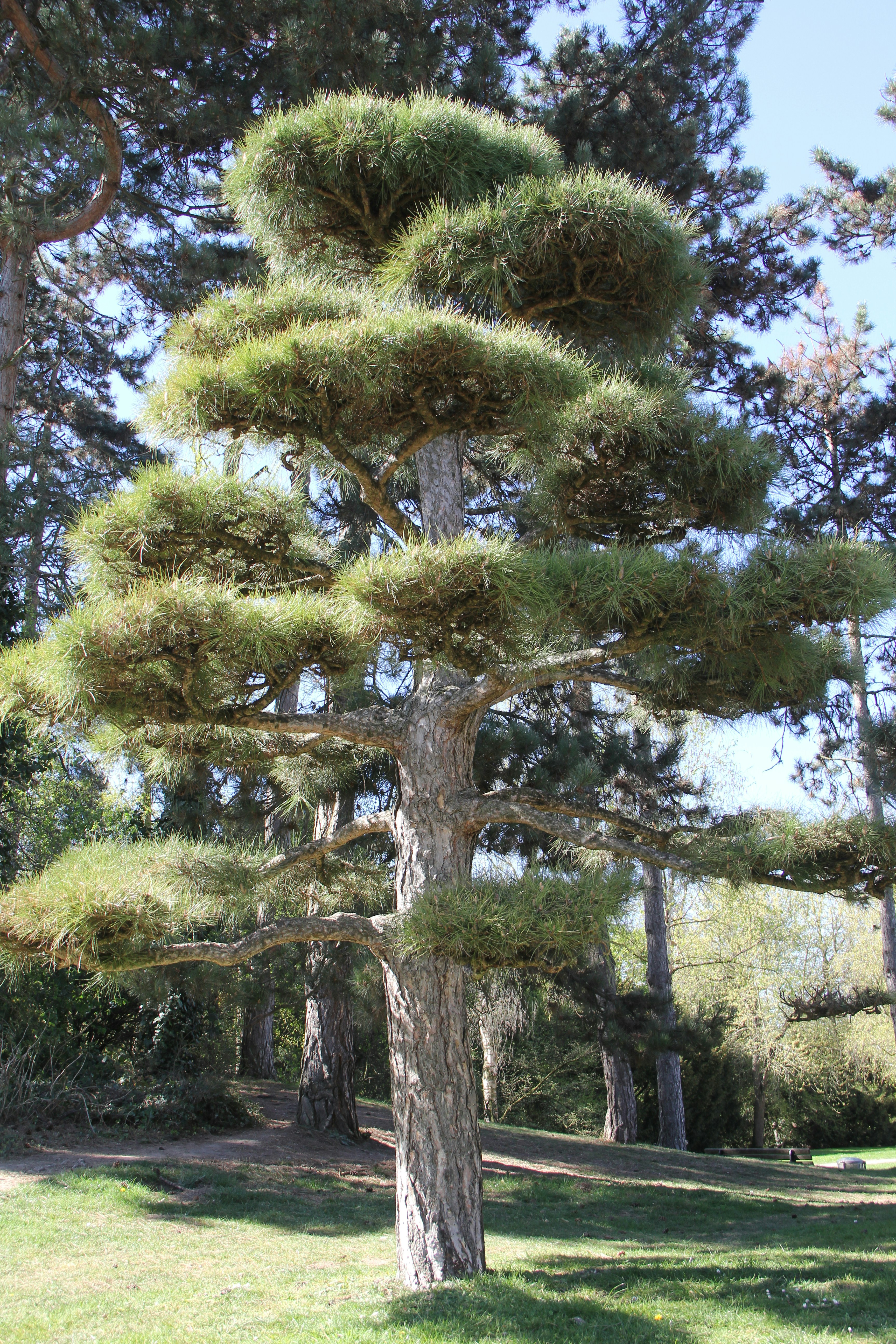 Ein schöner Baum im Garten.