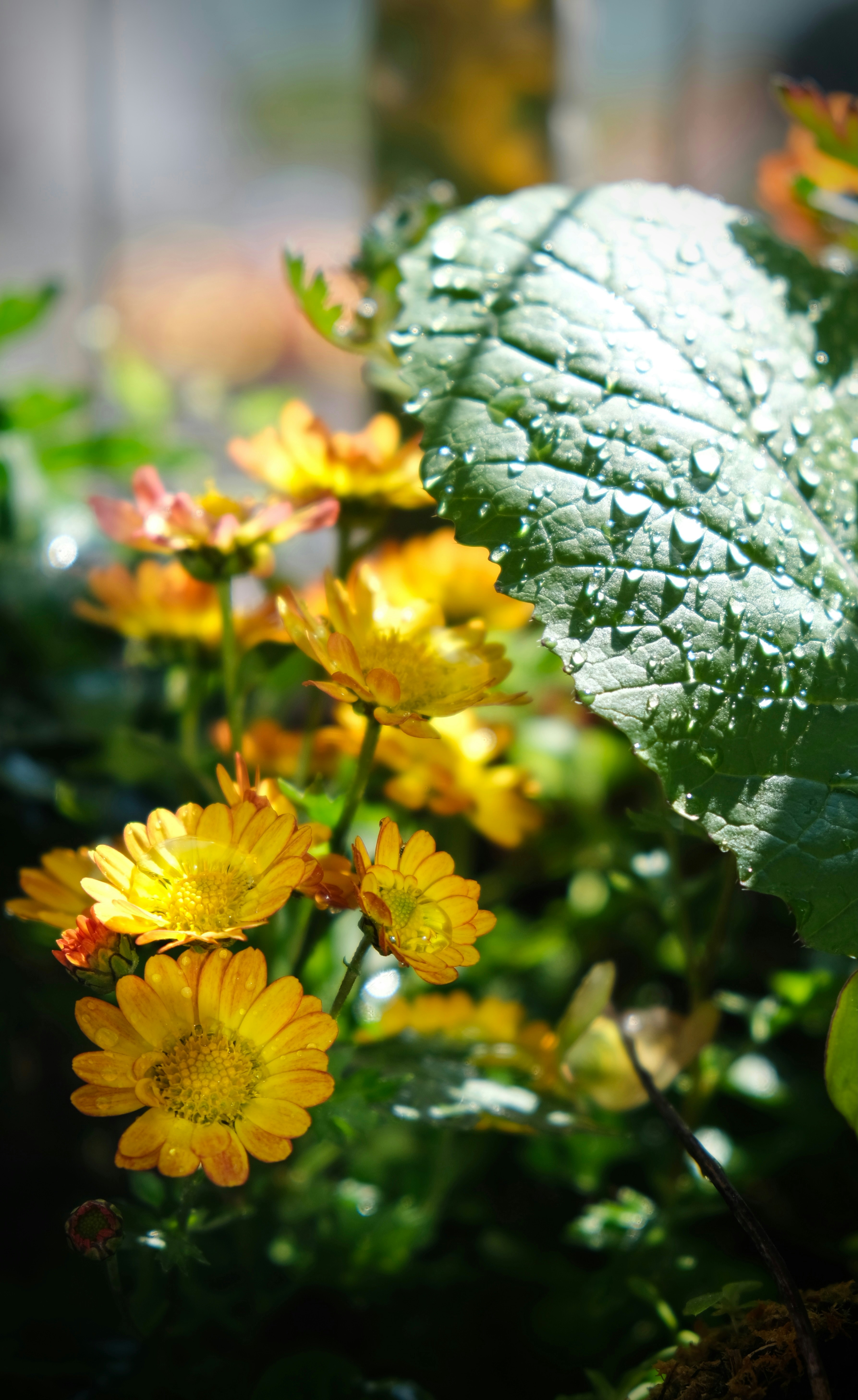 Photo by sinjintsang