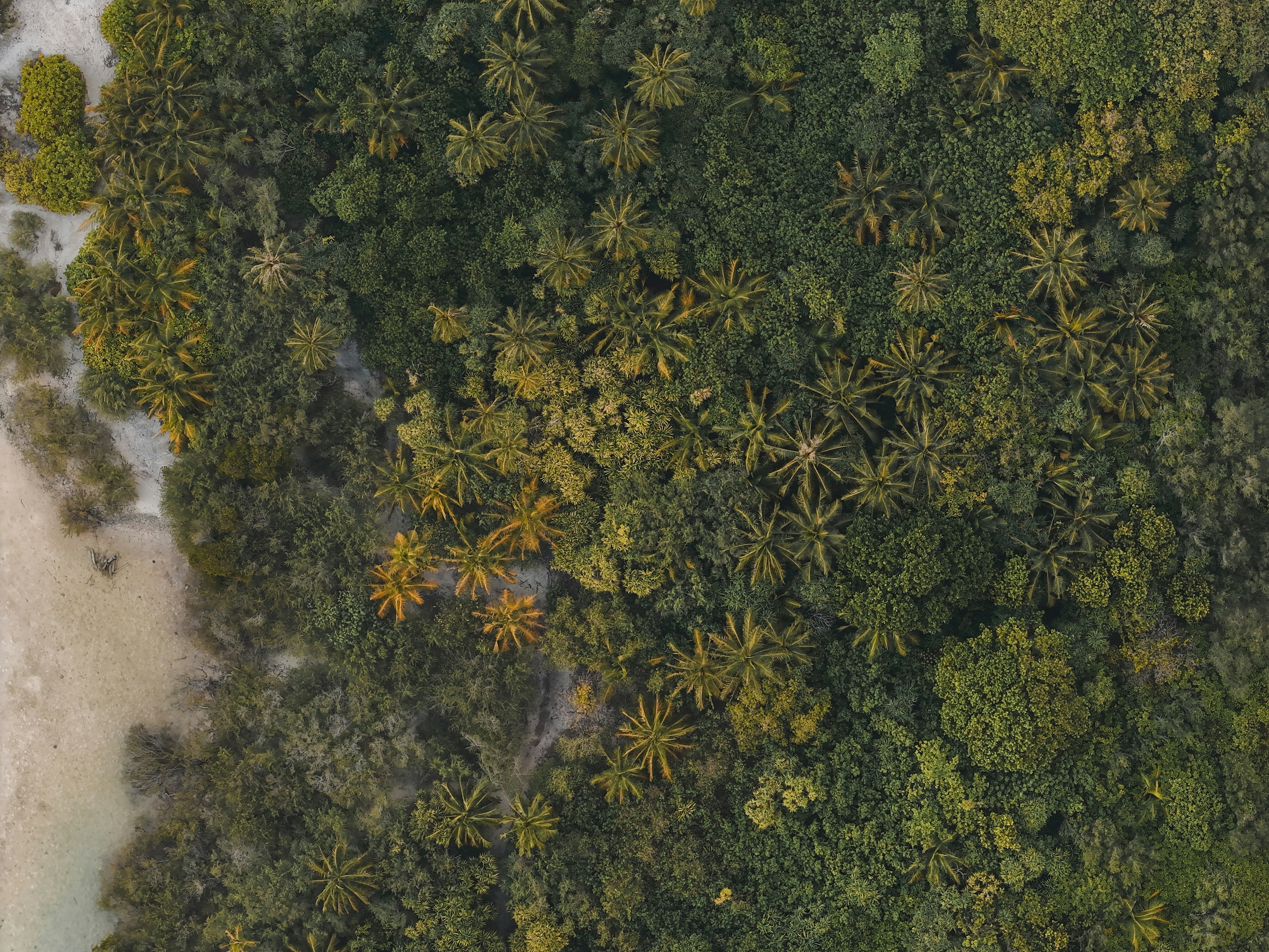 Featured image of post timesfm