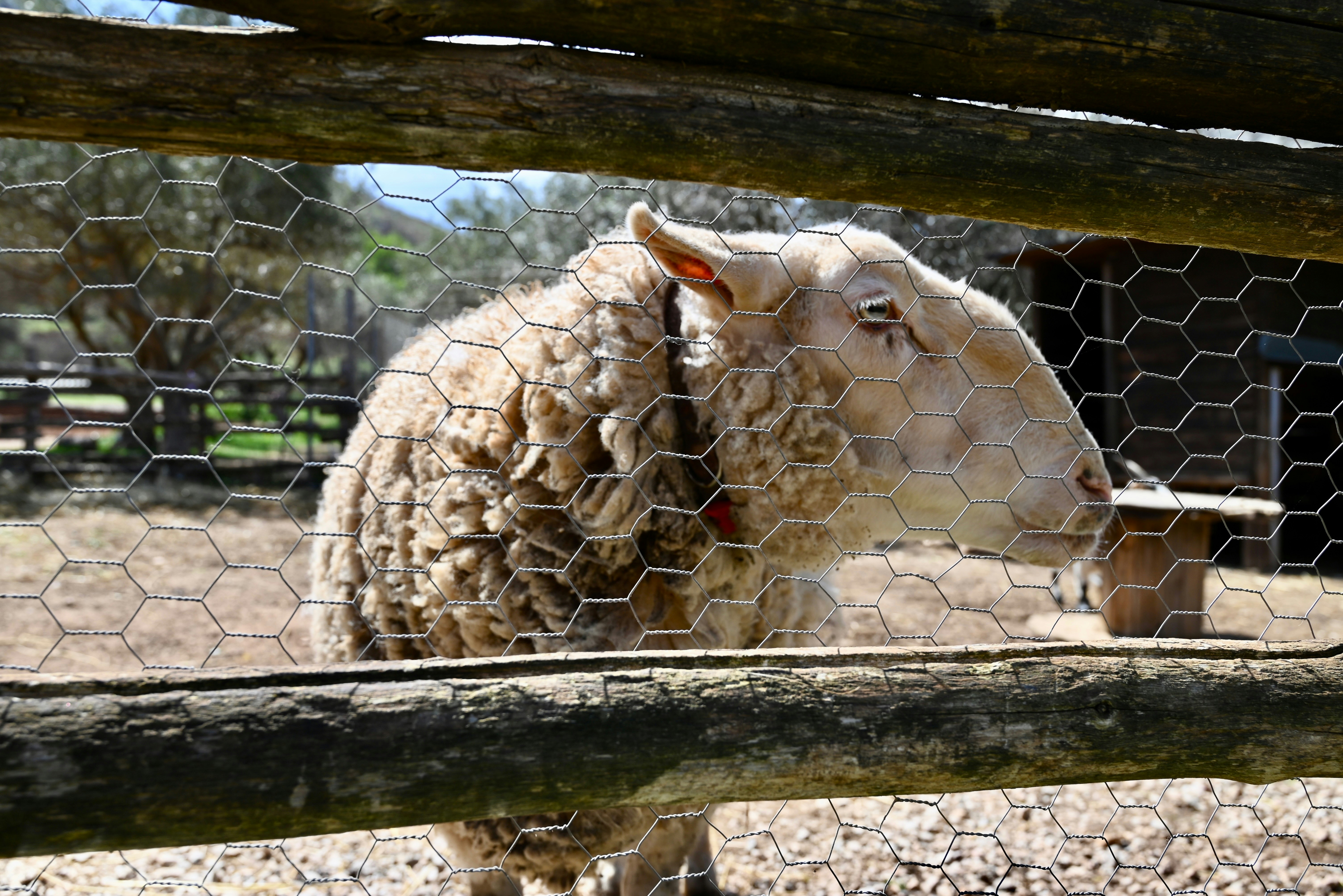 A sheep peeks through a fence.