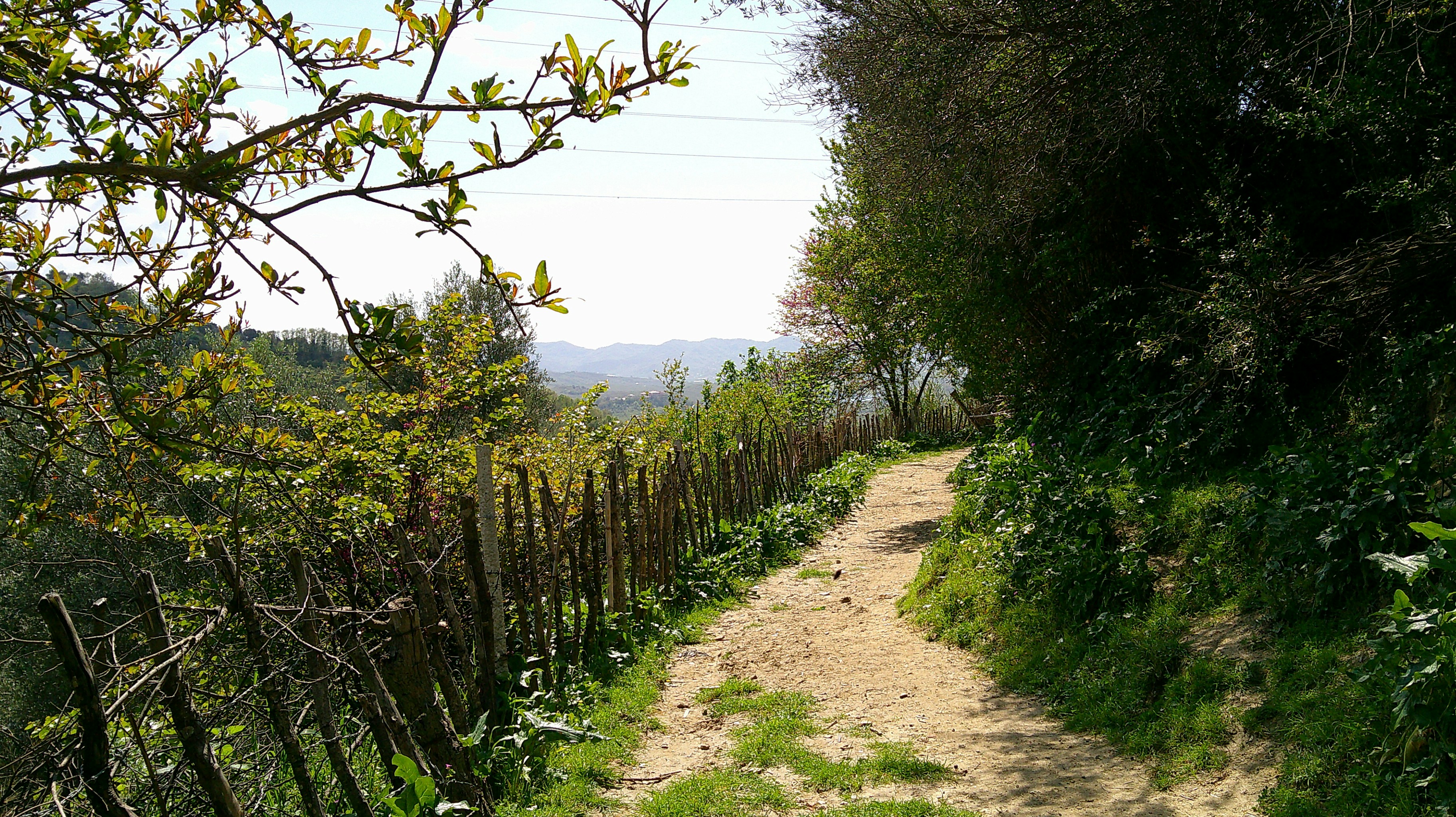 A winding dirt path through lush greenery.