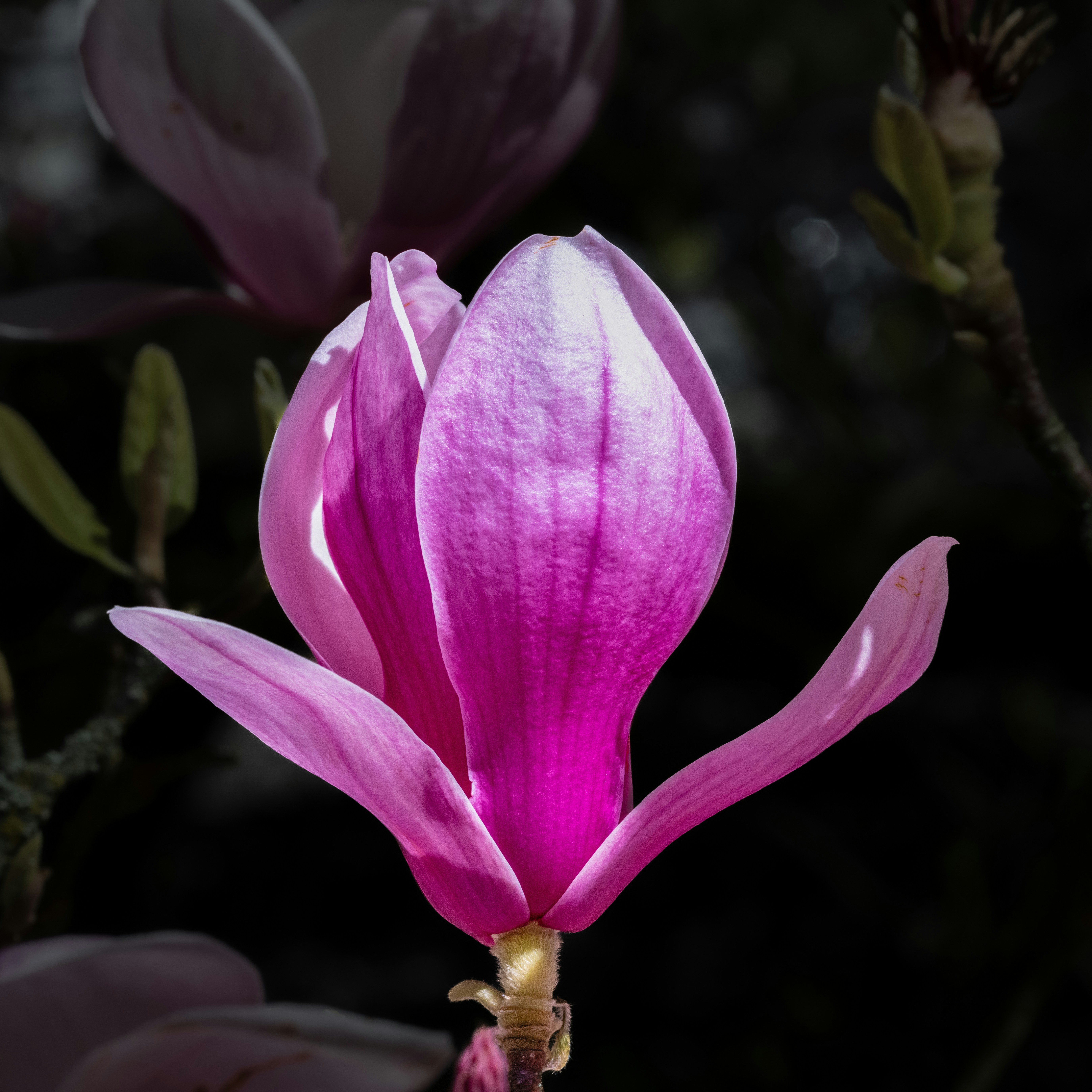 Photo by siegfriedpoepperl