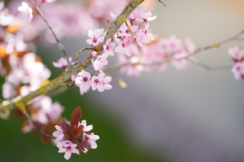 Spring bloom on a fruit tree — proper chill accumulation leads to strong, synchronized budbreak and abundant flowering
