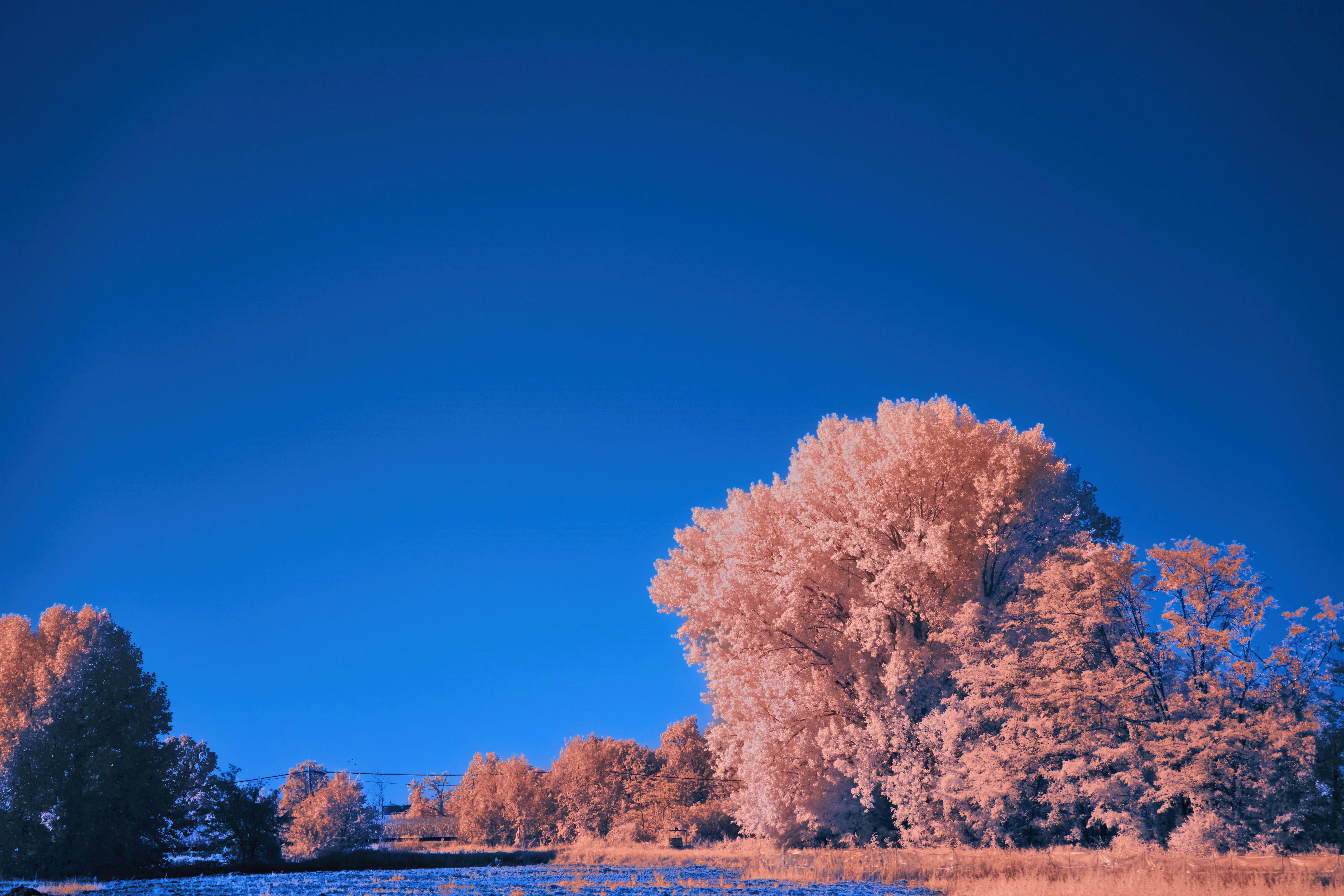 Photo by wolfgang_hasselmann