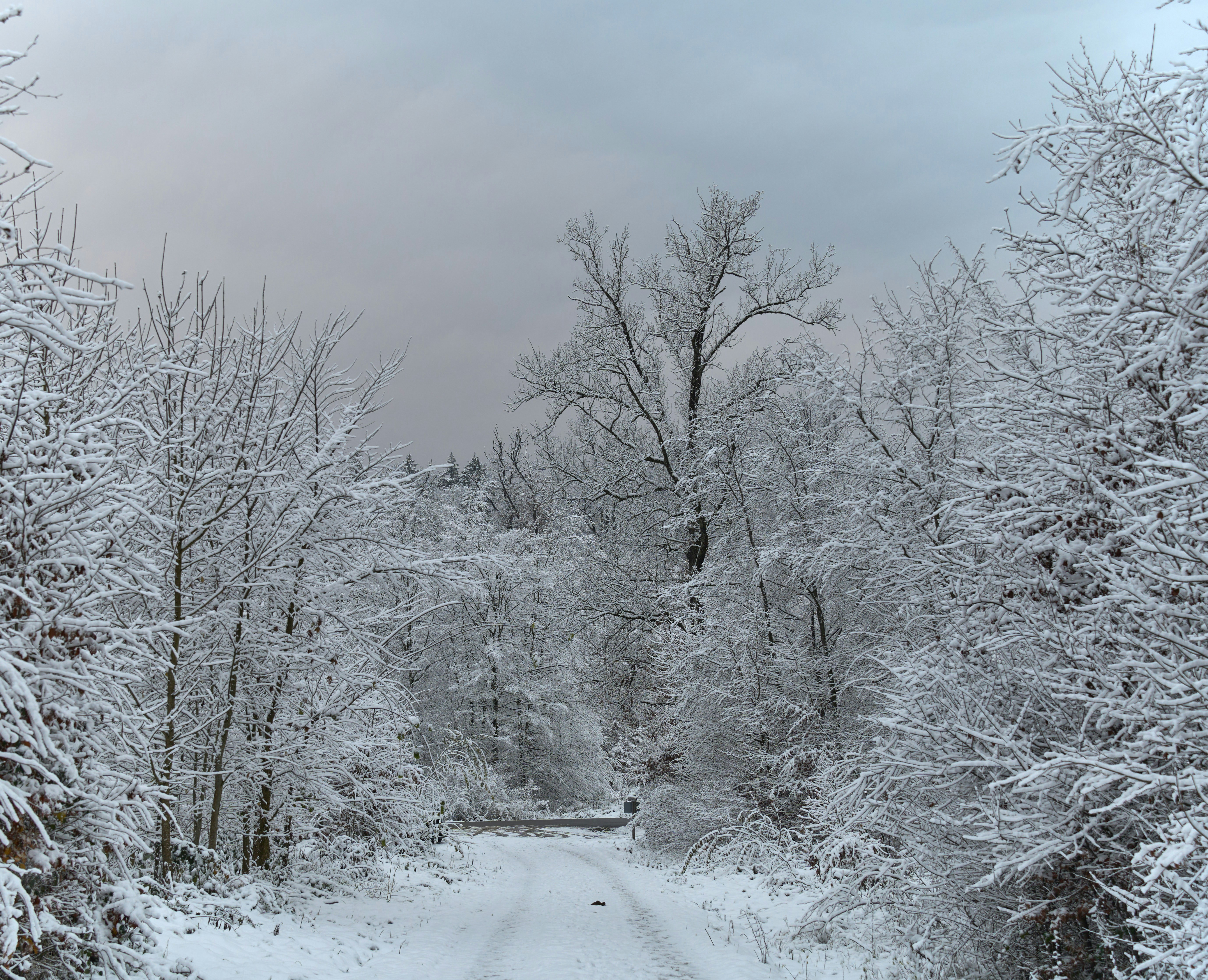 Photo by wolfgang_hasselmann