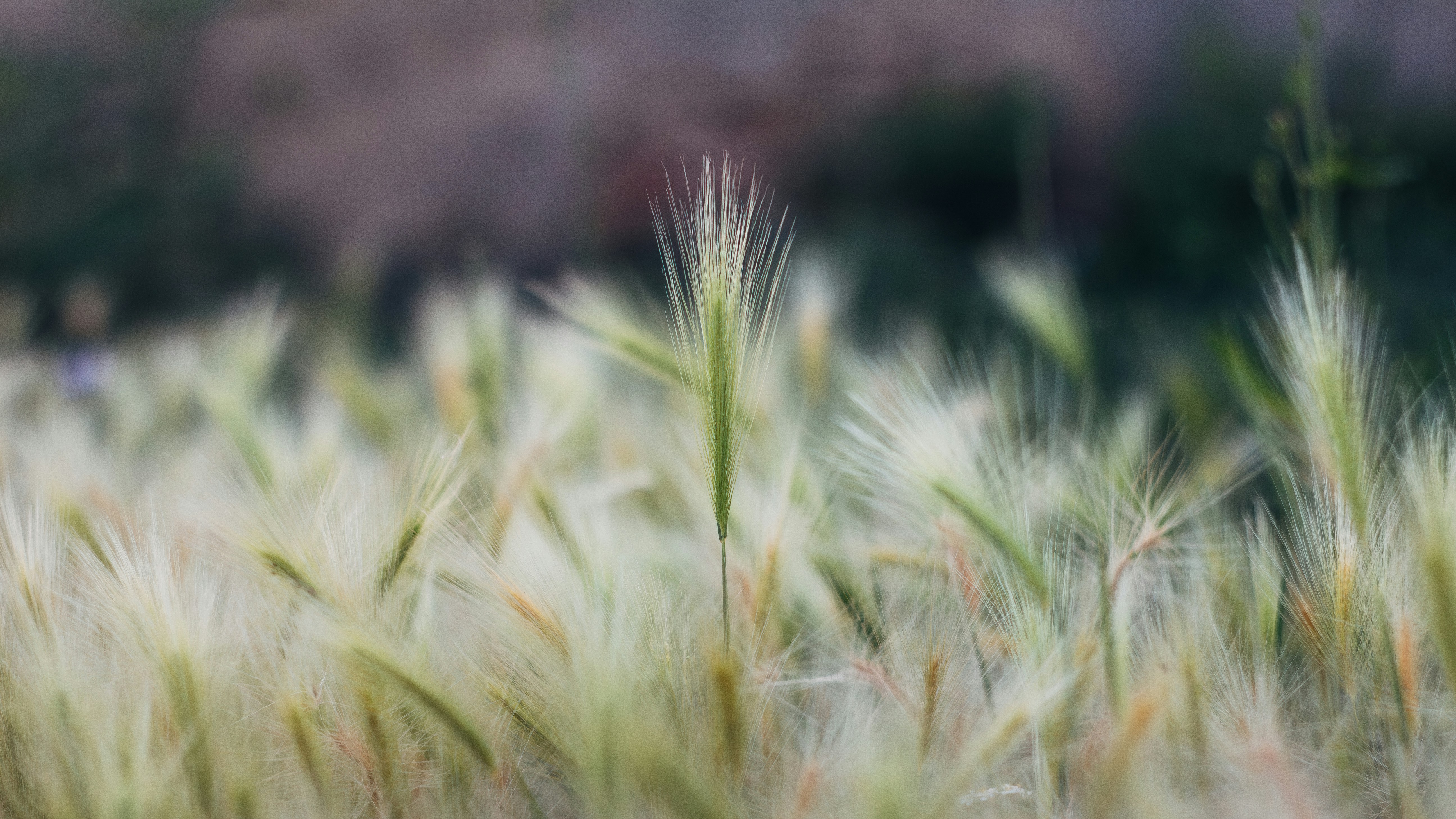 Feathery grass stalks stand out in the field.
