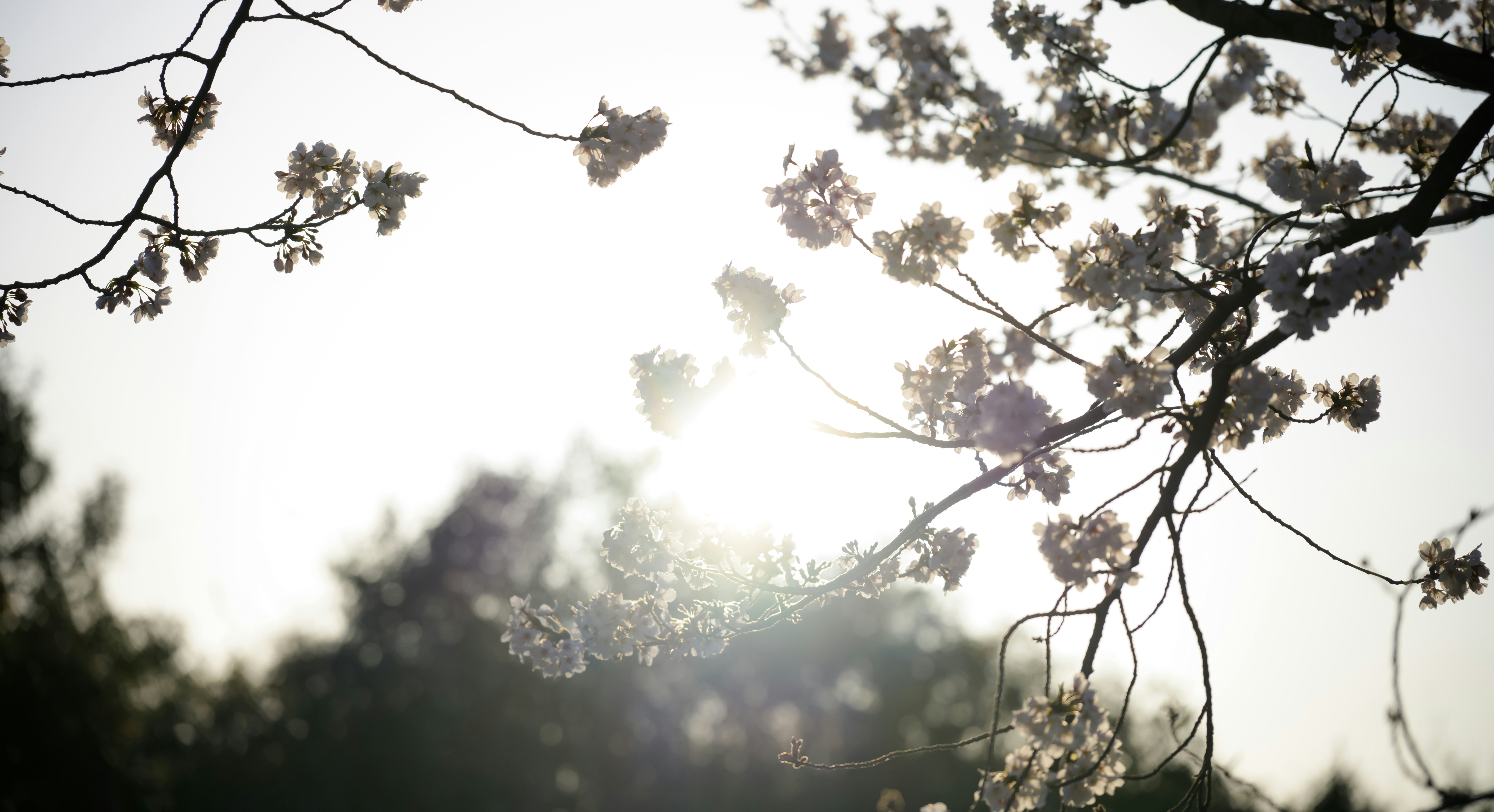 Photo by hayato_no_kiroku