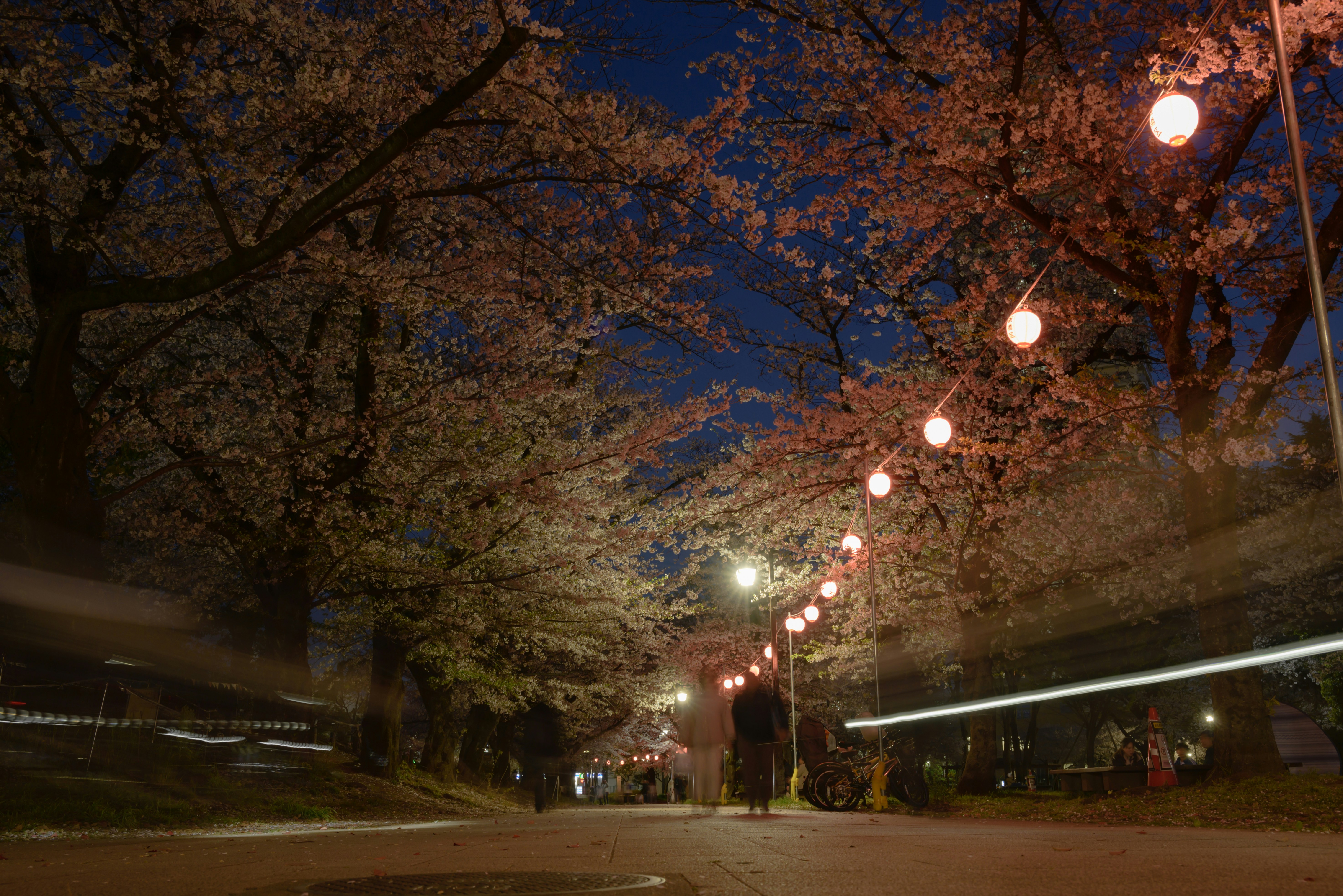 Cherry blossoms glow under lanterns at night.