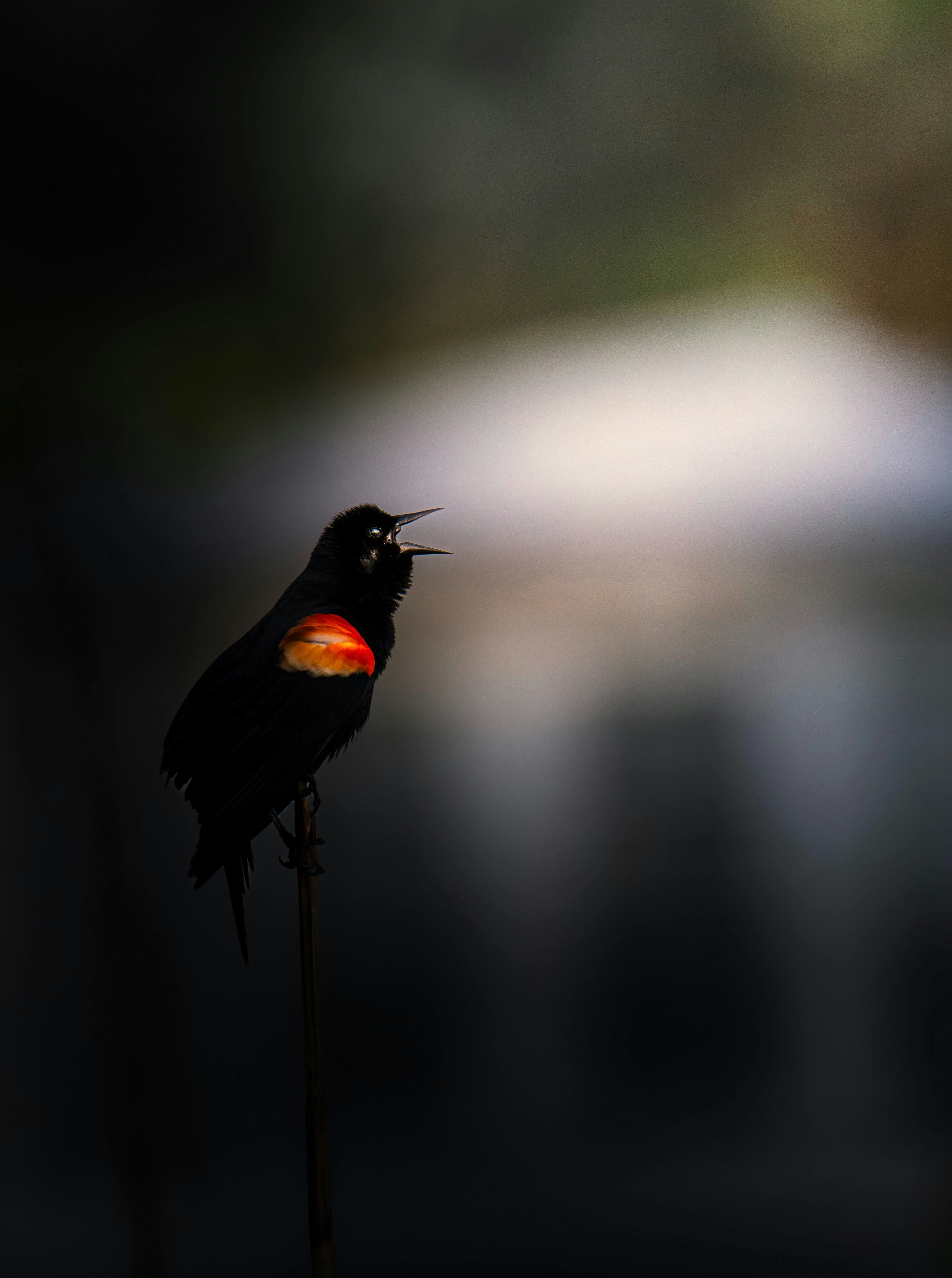 Photo by dkoplyk