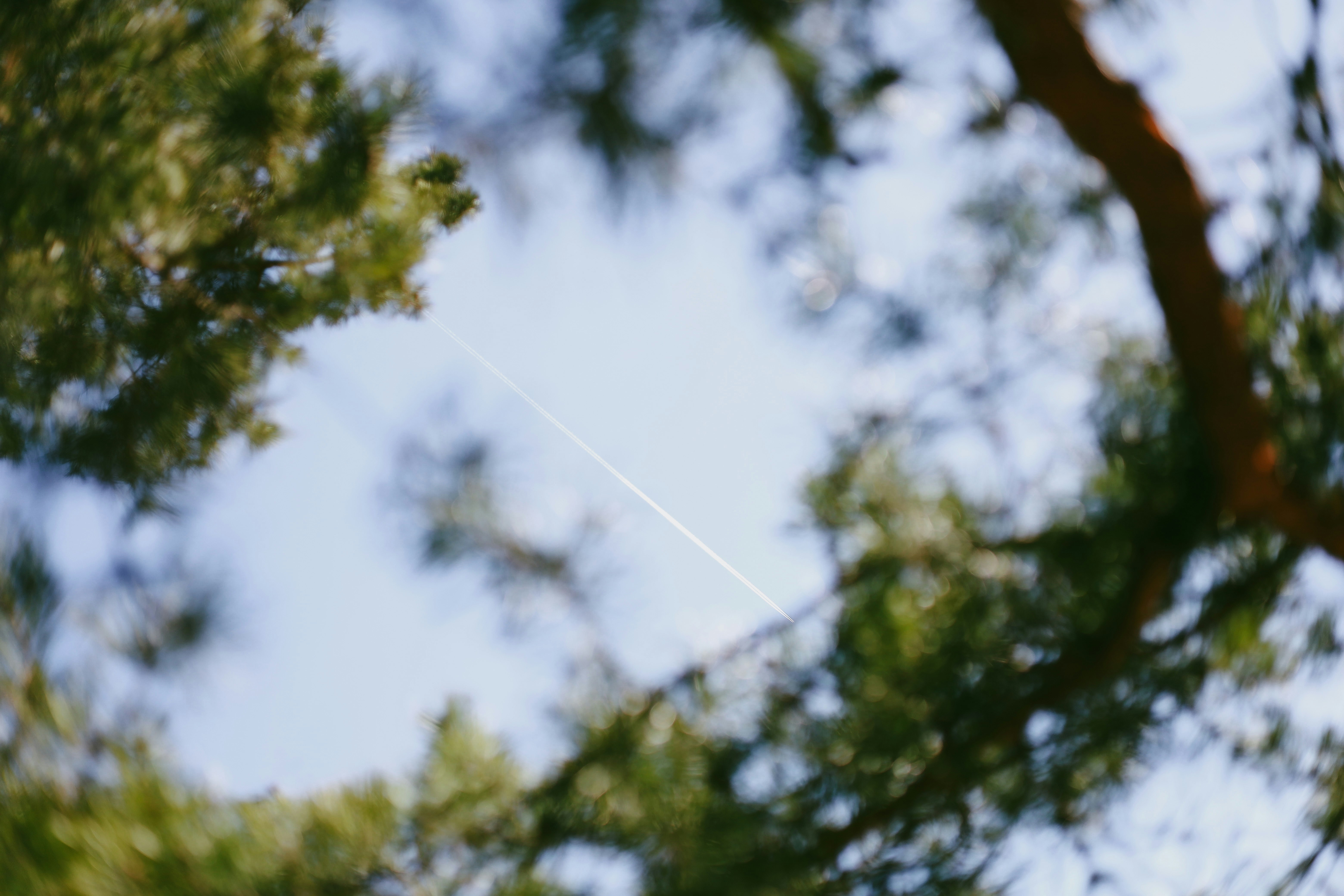 Trees frame a clear sky with a vapor trail.