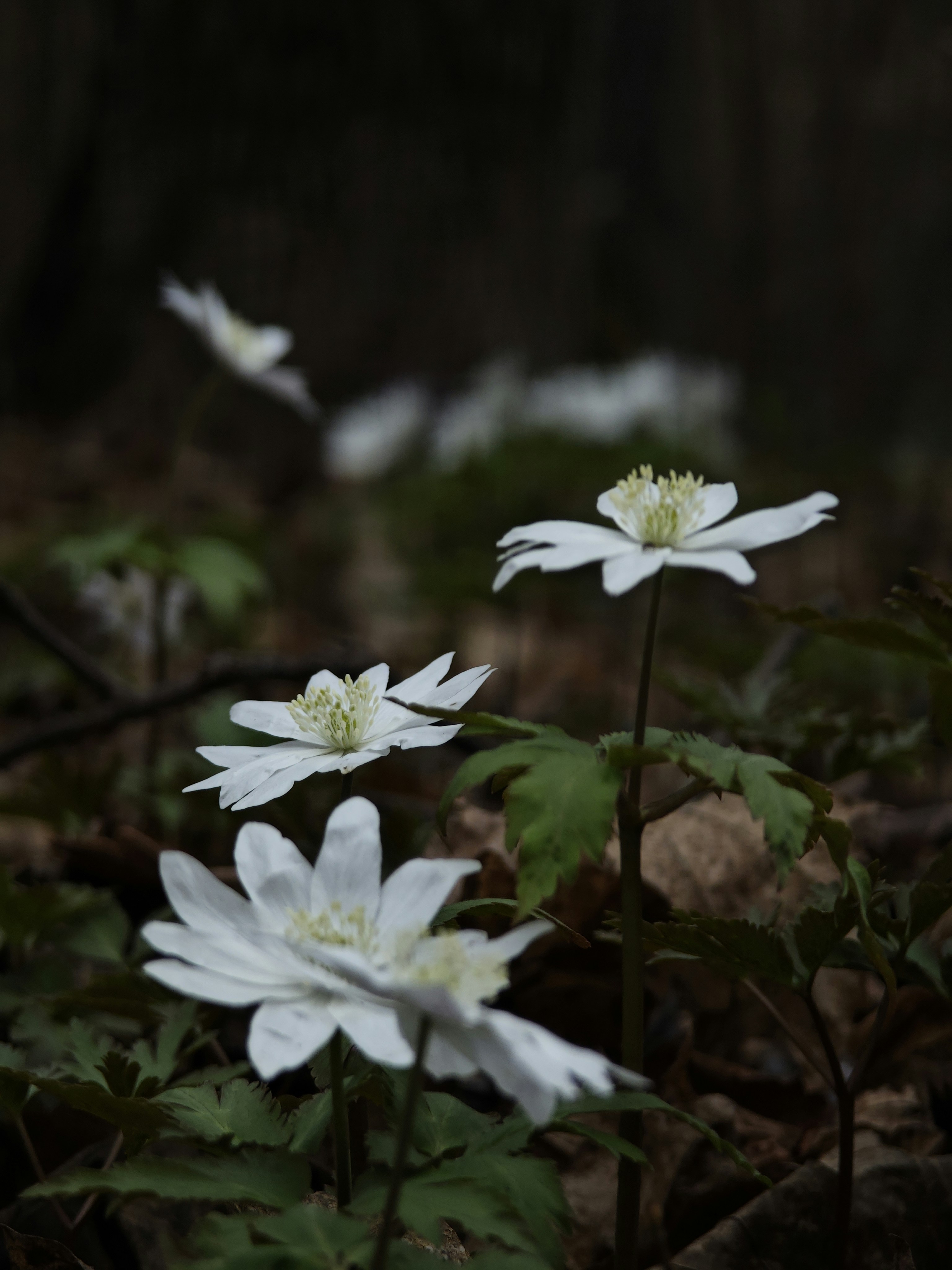 Photo by arcturus_154242273