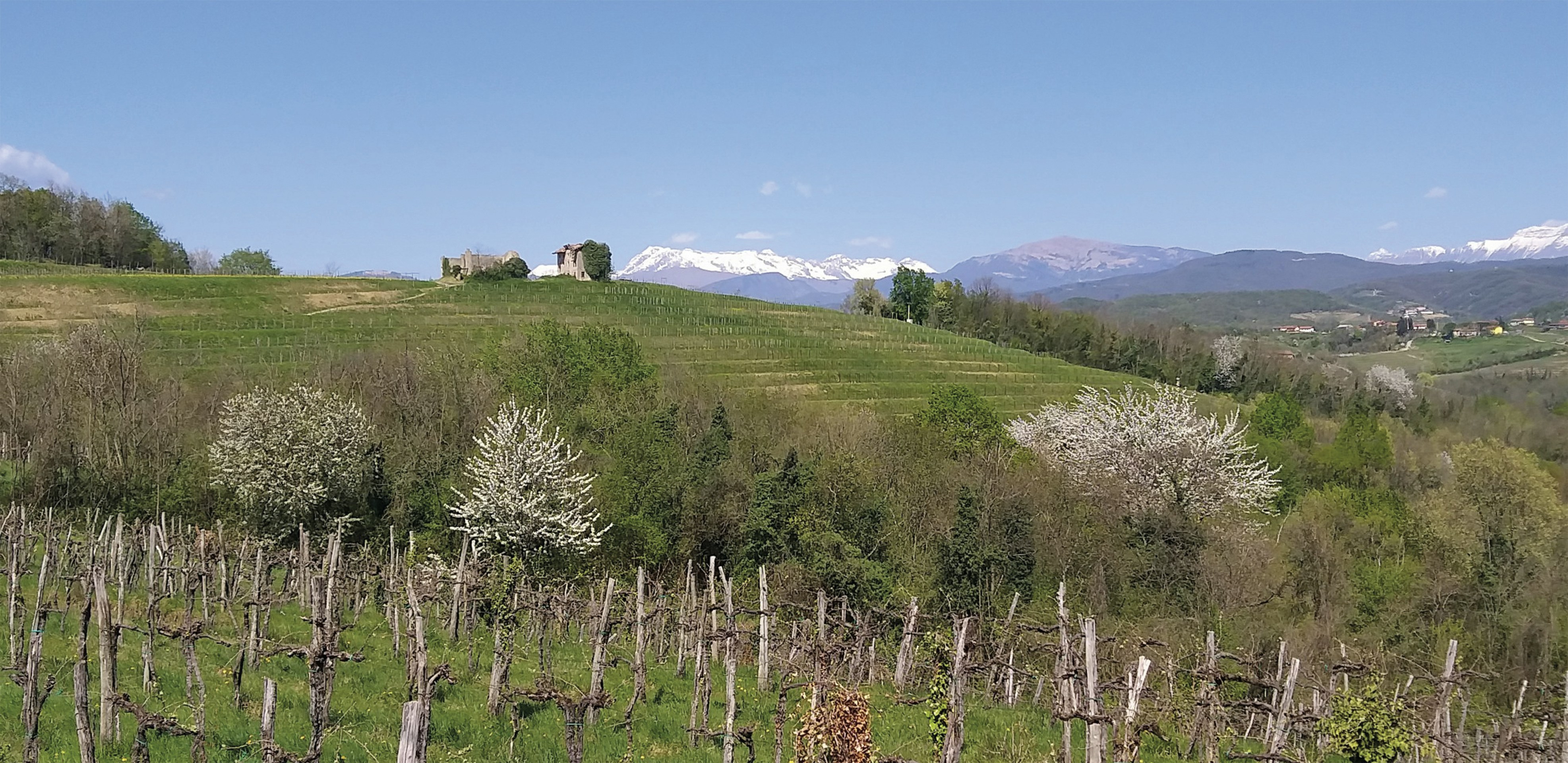 Vineyard and hills with snowy mountains in the background., 