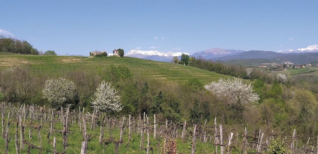 Vineyard and hills with snowy mountains in the background.,