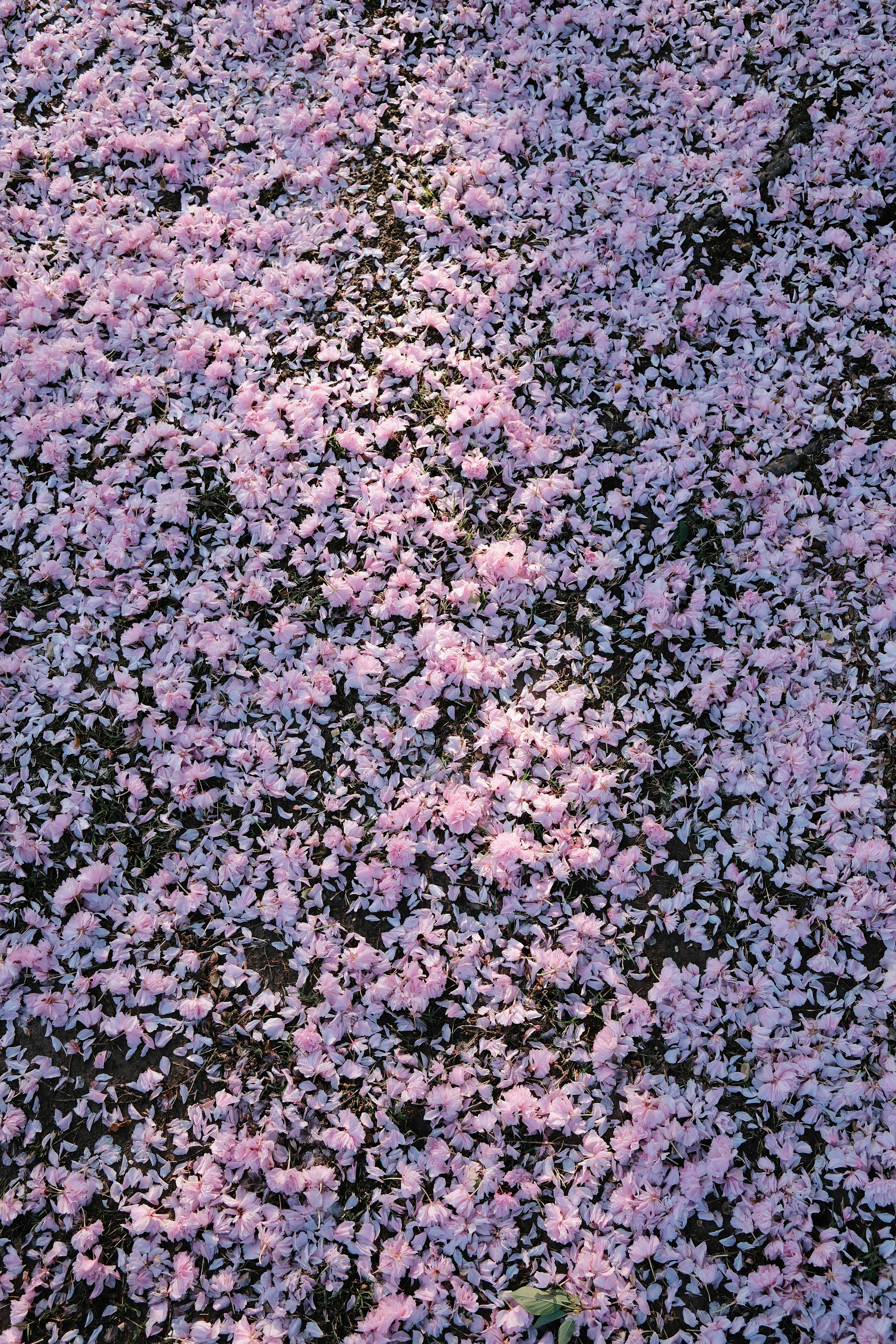 Photo by travisfishl