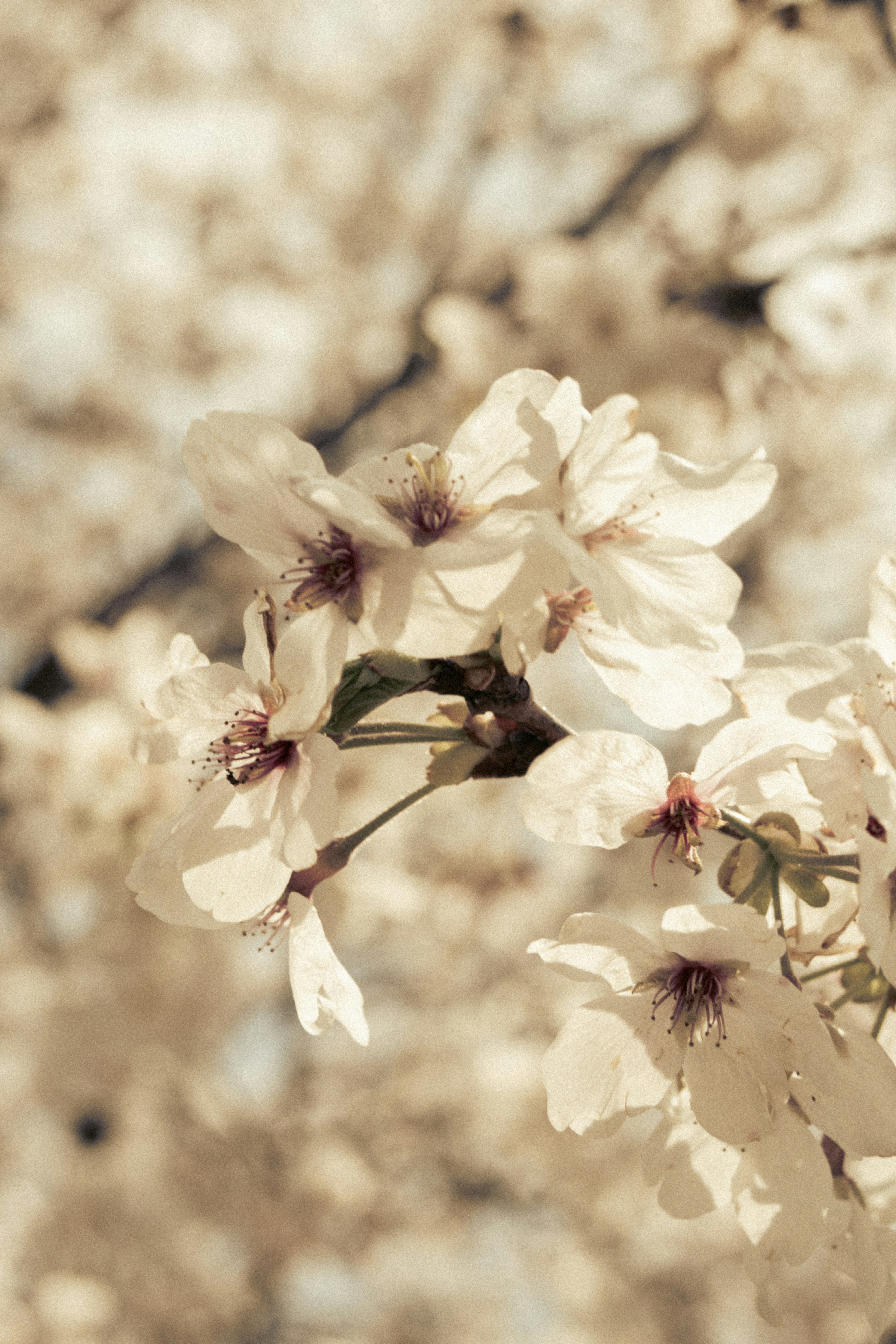 Photo by horseratbros