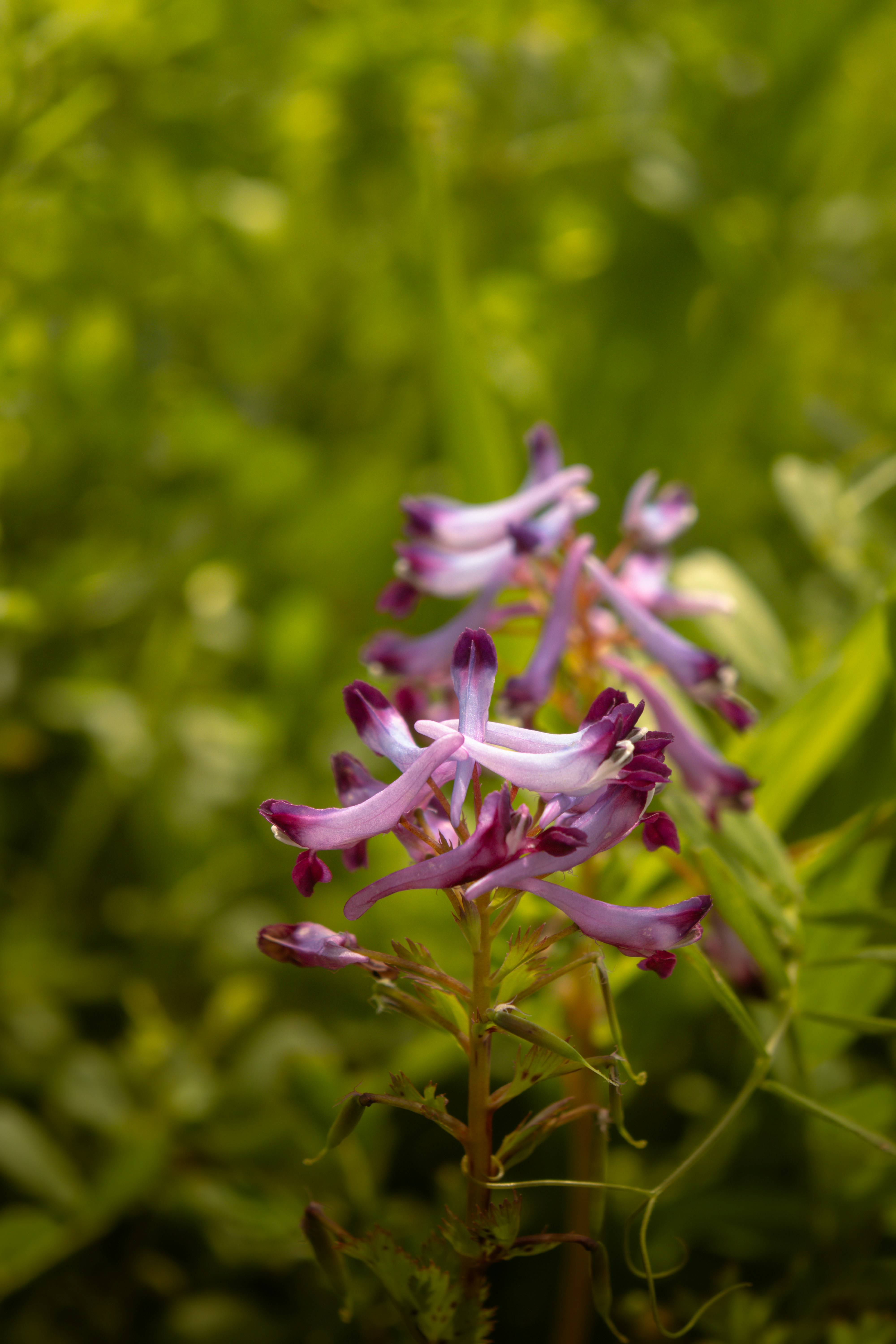 Photo by horseratbros