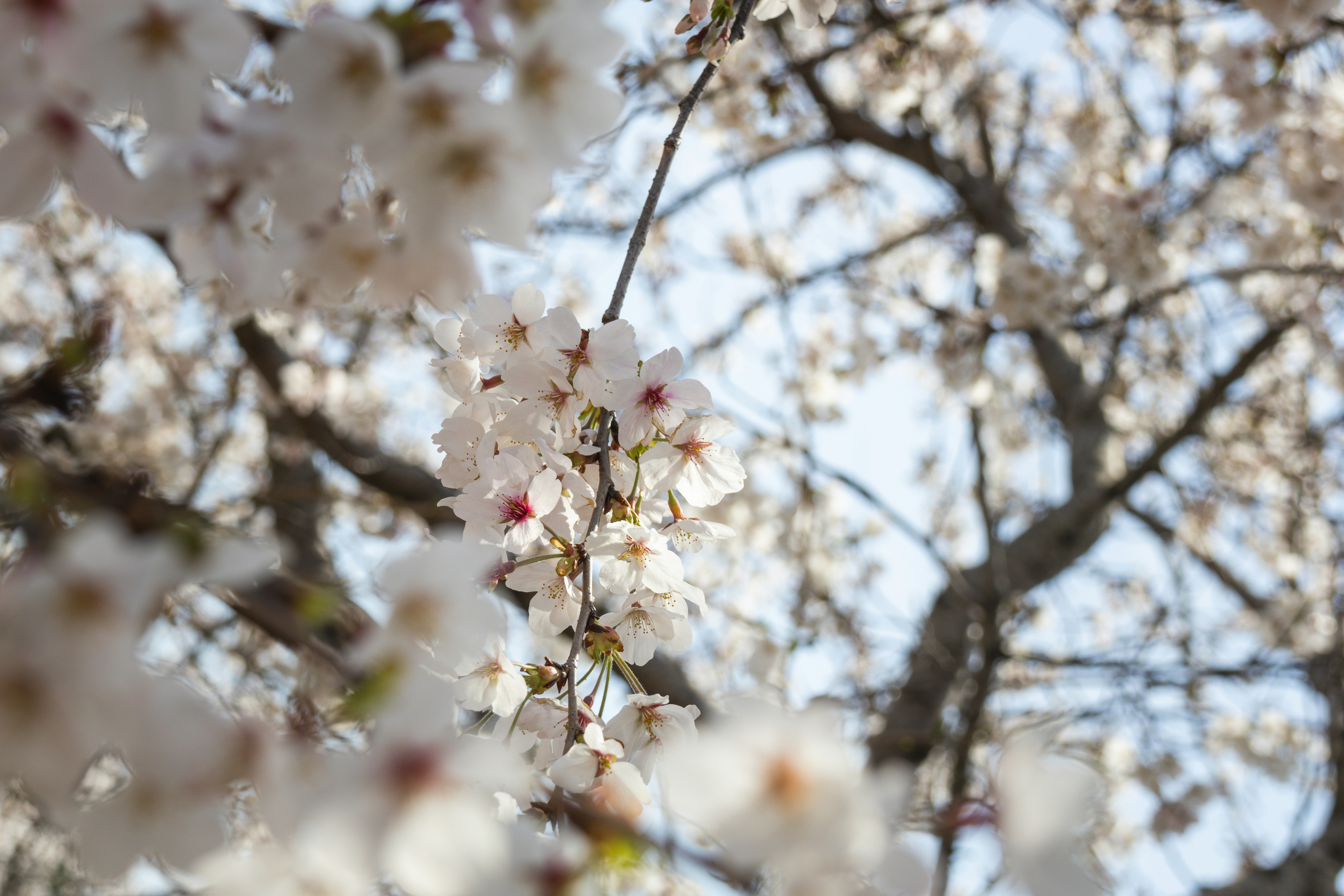 Photo by horseratbros