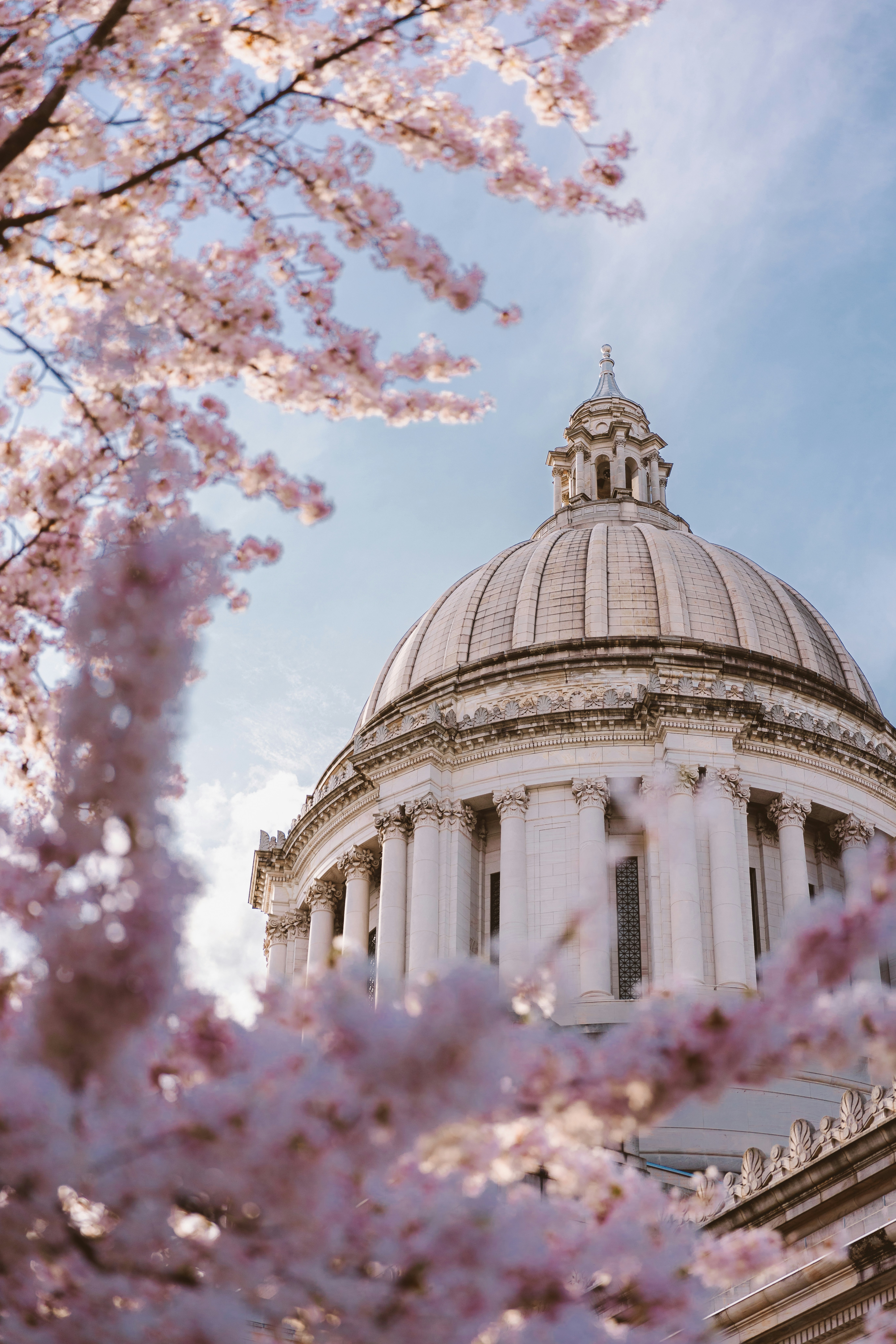 Cherry blossoms frame a capitol dome.