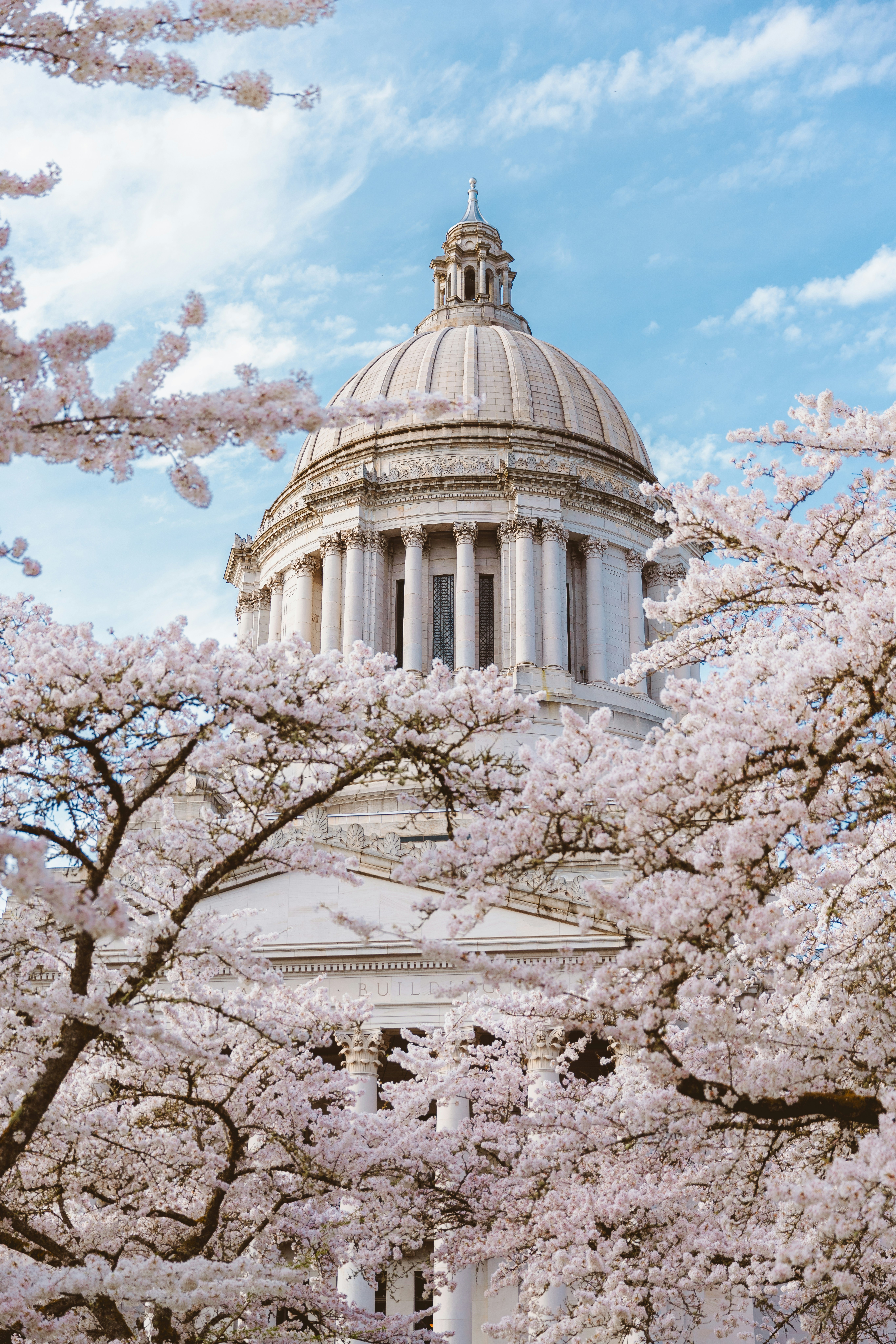 Cherry blossoms frame a building with a dome.