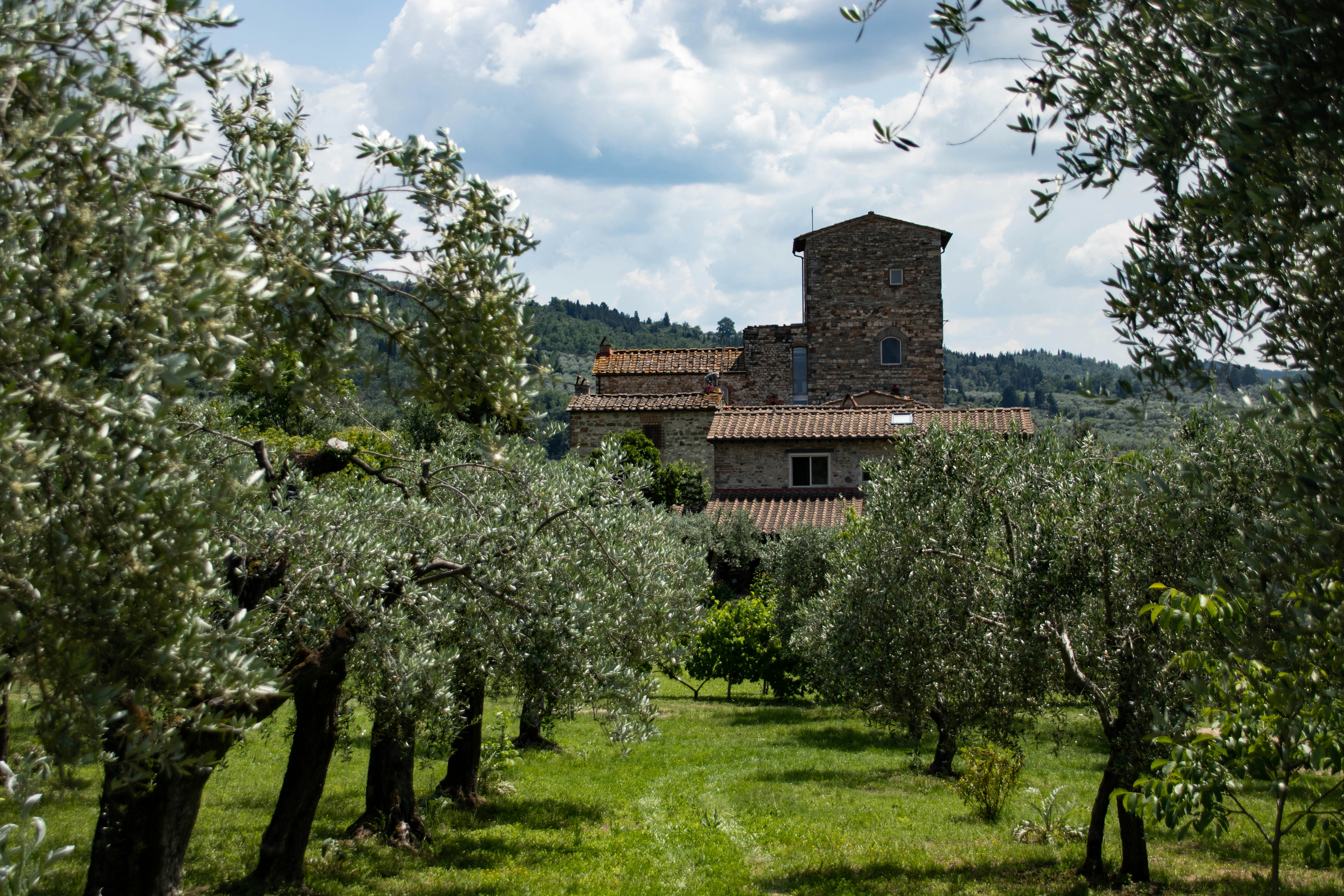 Medieval Tuscan tower in an olive grove.