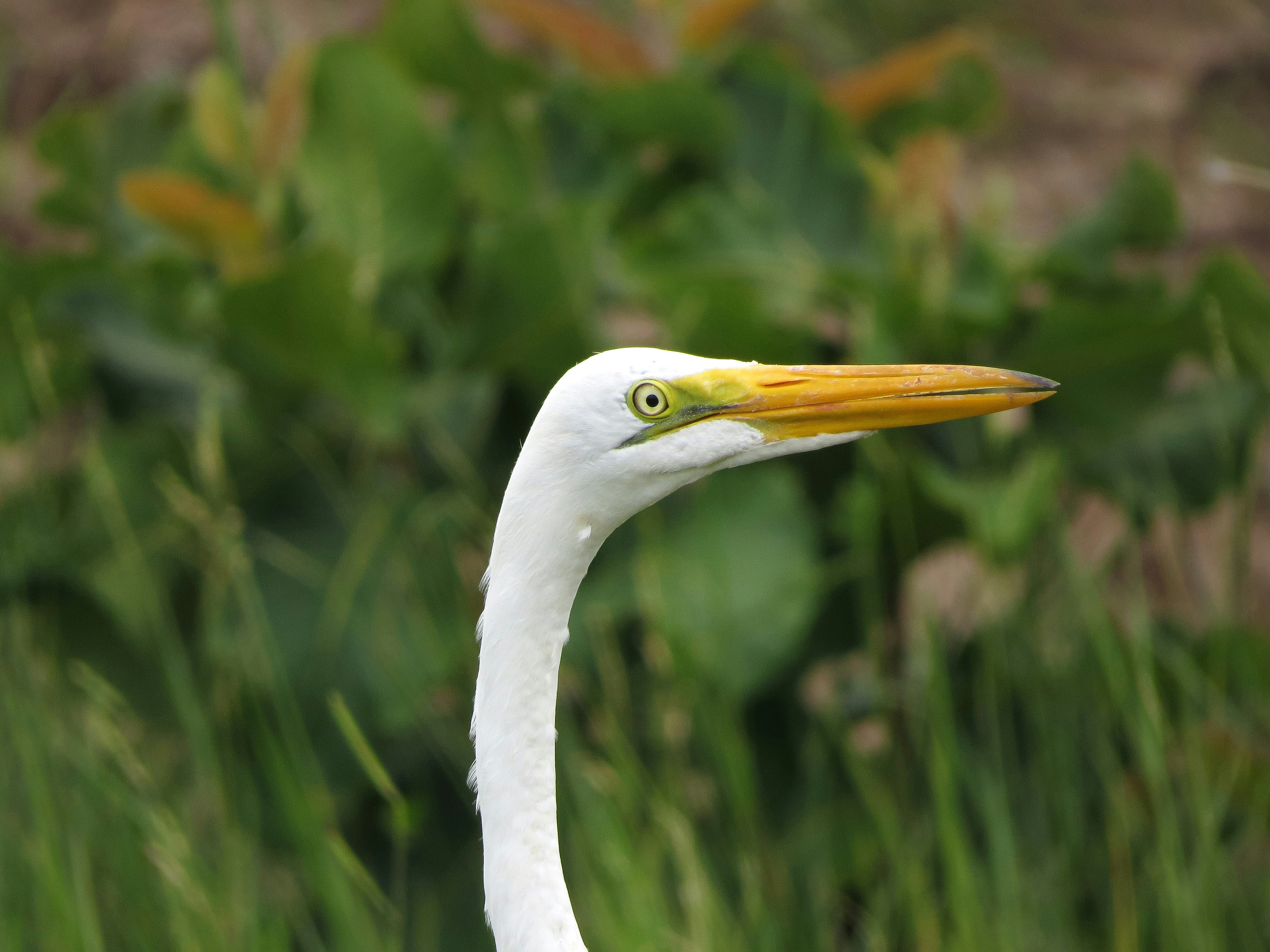 A great egret peers intently at something.