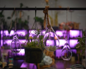 Hanging glass planters with plants display a beautiful scene.