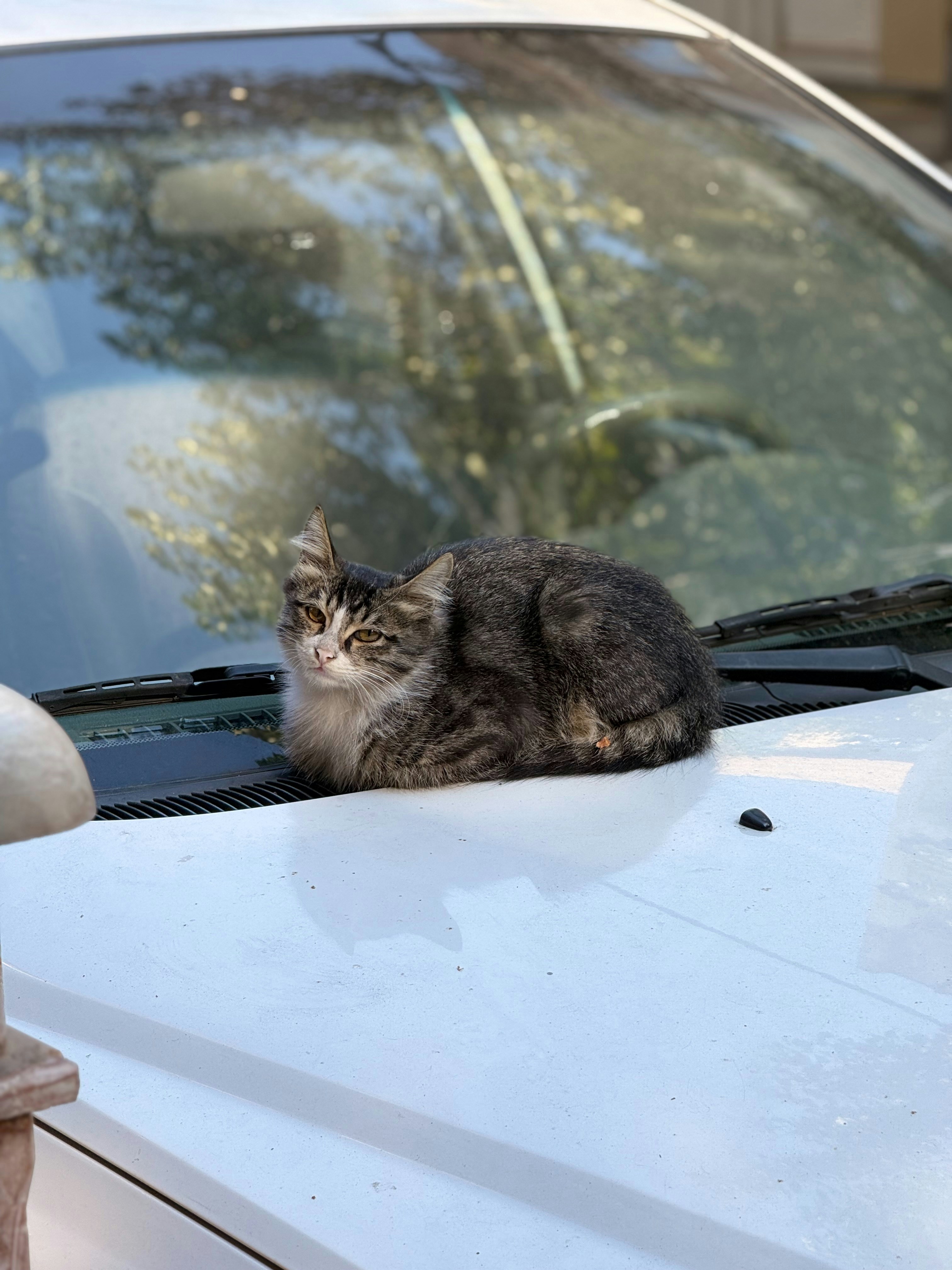 Un gato descansa cómodamente sobre el capó de un coche.