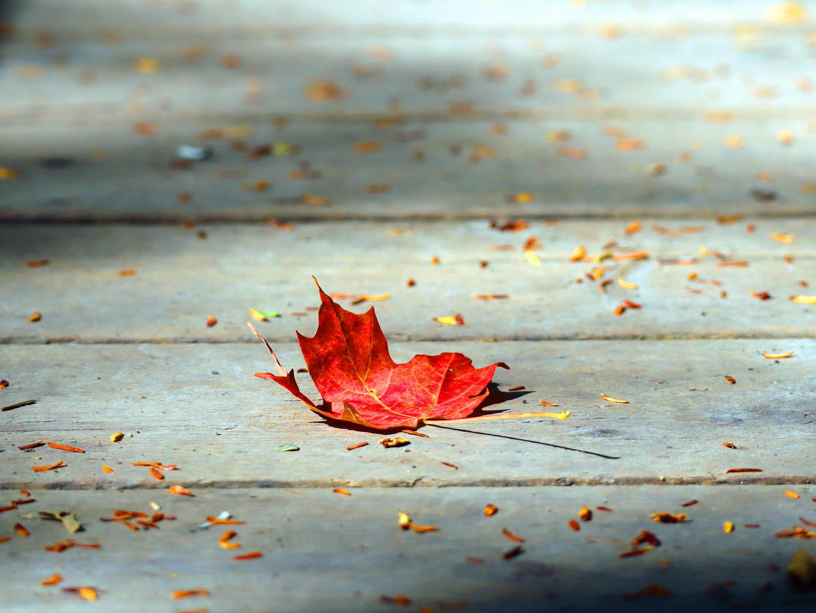A vibrant red leaf rests on a wooden surface.