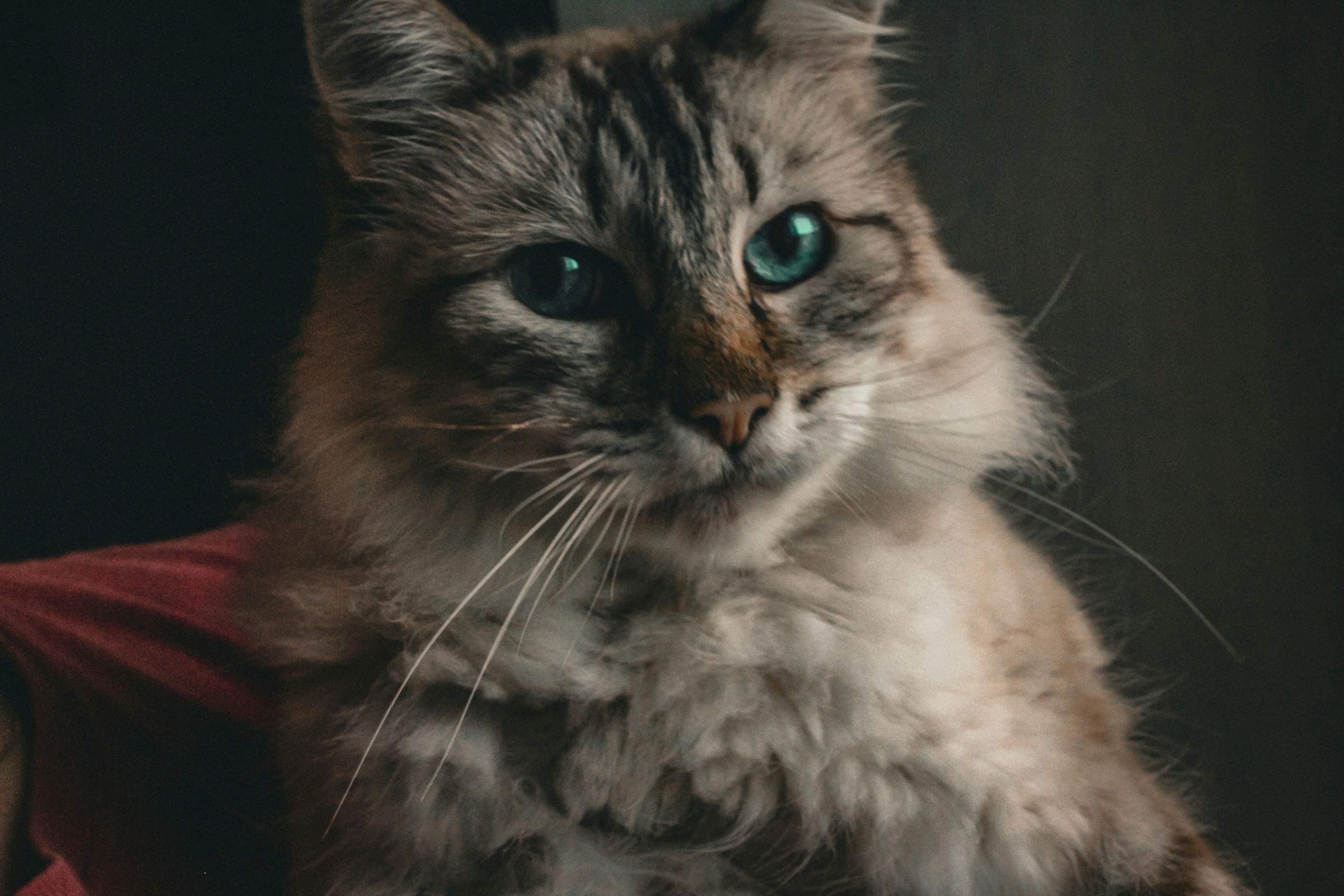 Photo by photos_muka