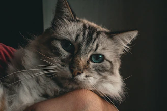 A fluffy cat stares directly at the camera.