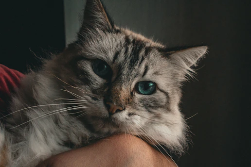 A fluffy cat stares directly at the camera.