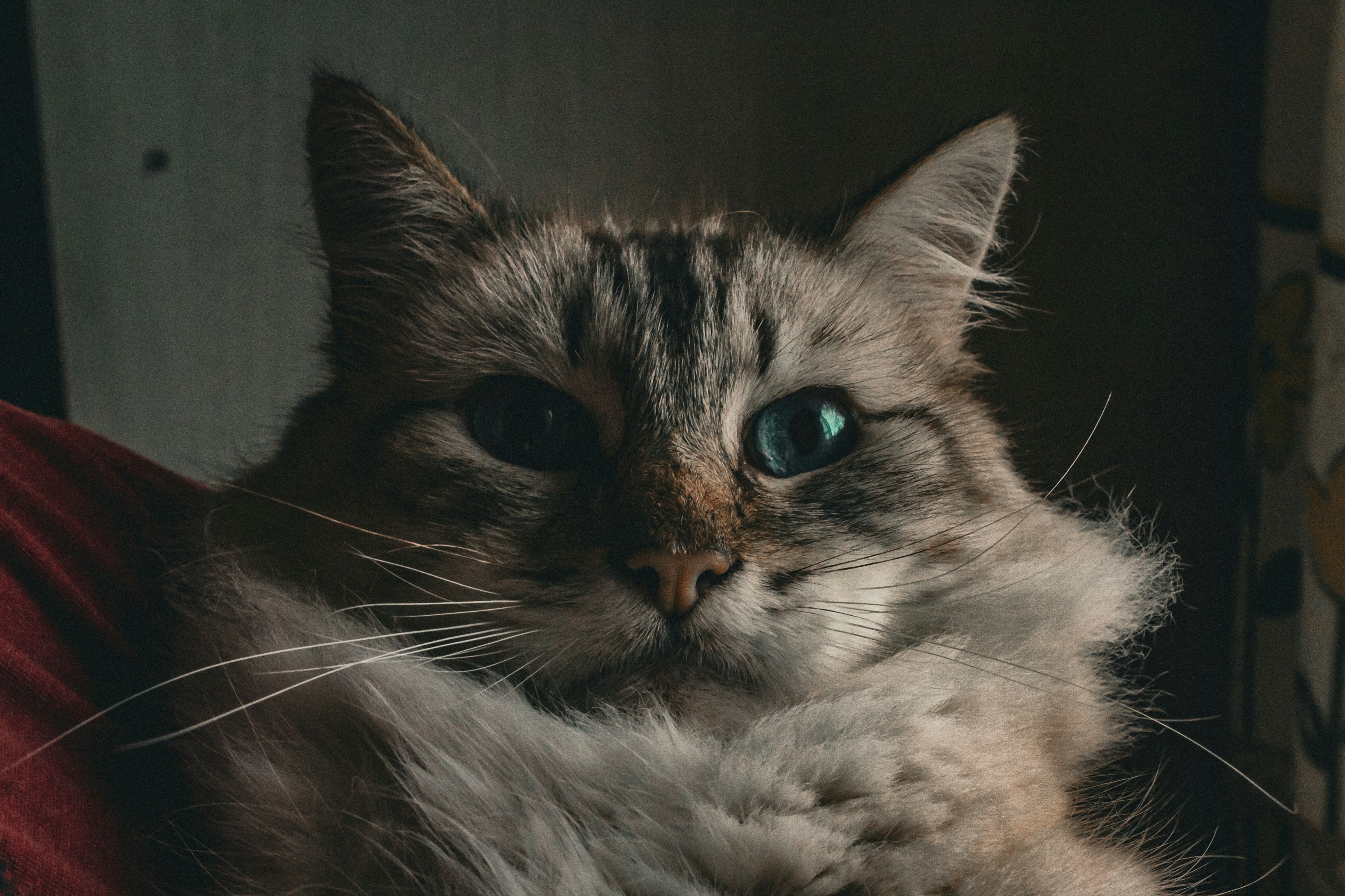 Photo by photos_muka