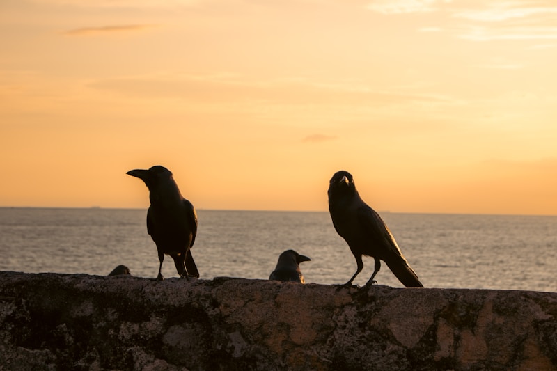 Galle Fort ramparts at sunset over the sea, Sri Lanka