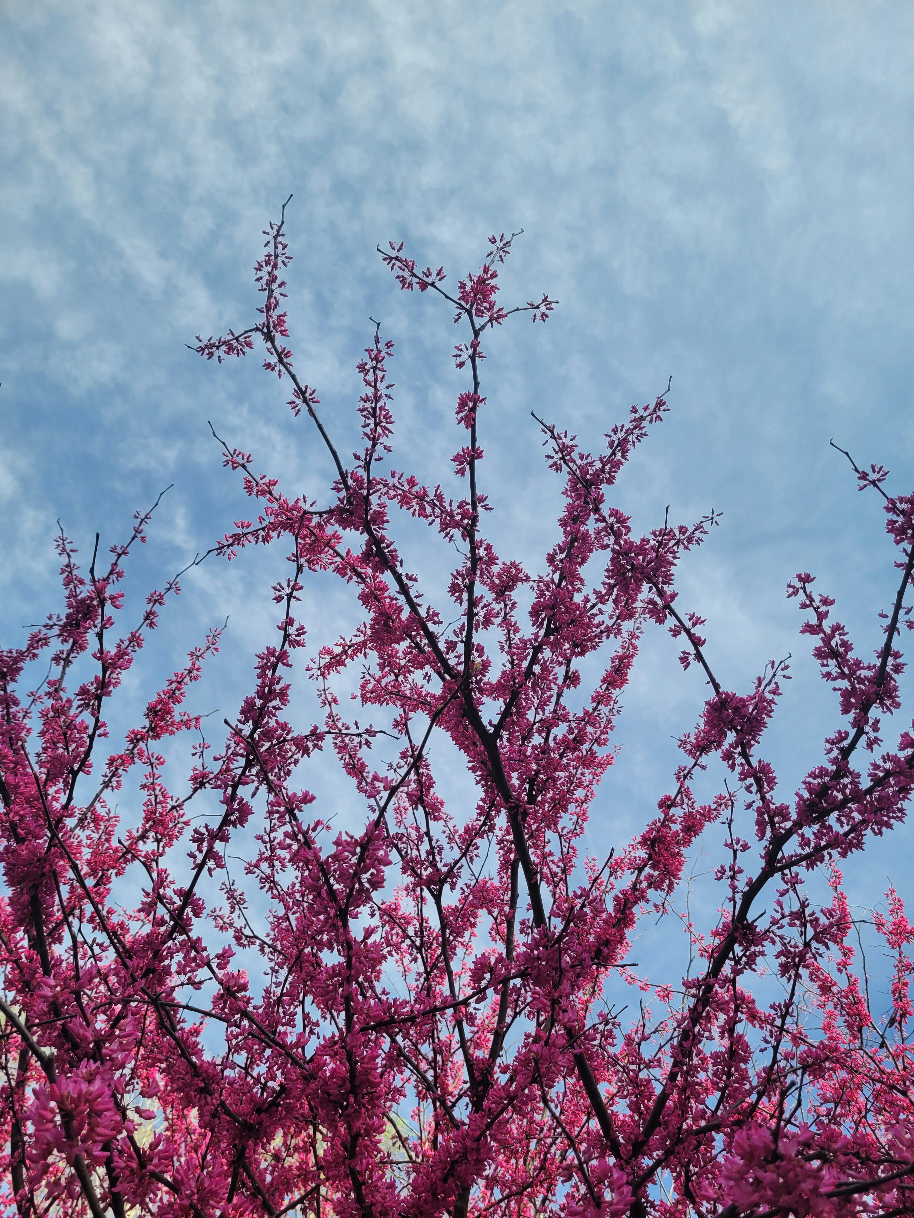 Pink blossoms reach toward a cloudy sky.