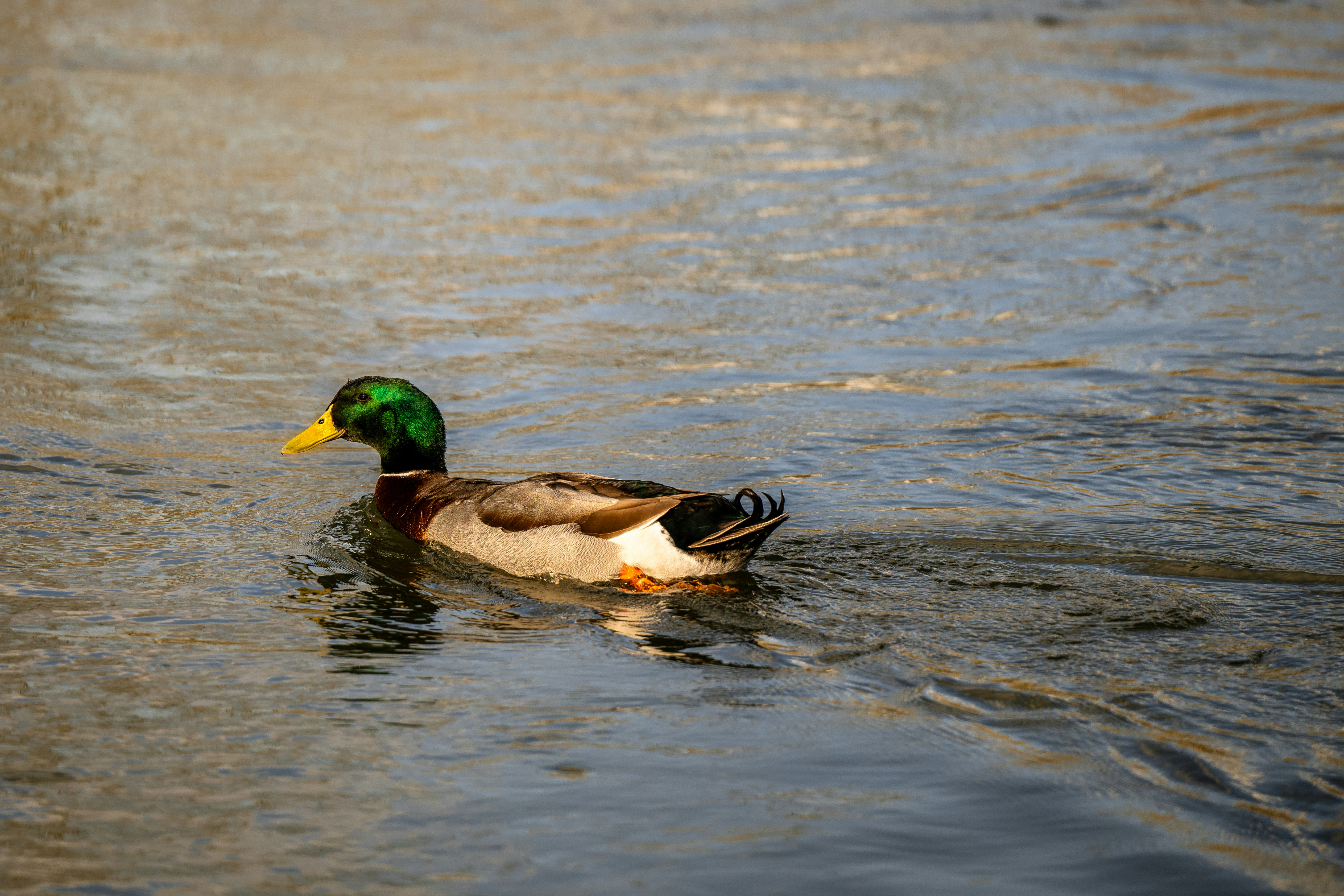 Photo by ryangrewell