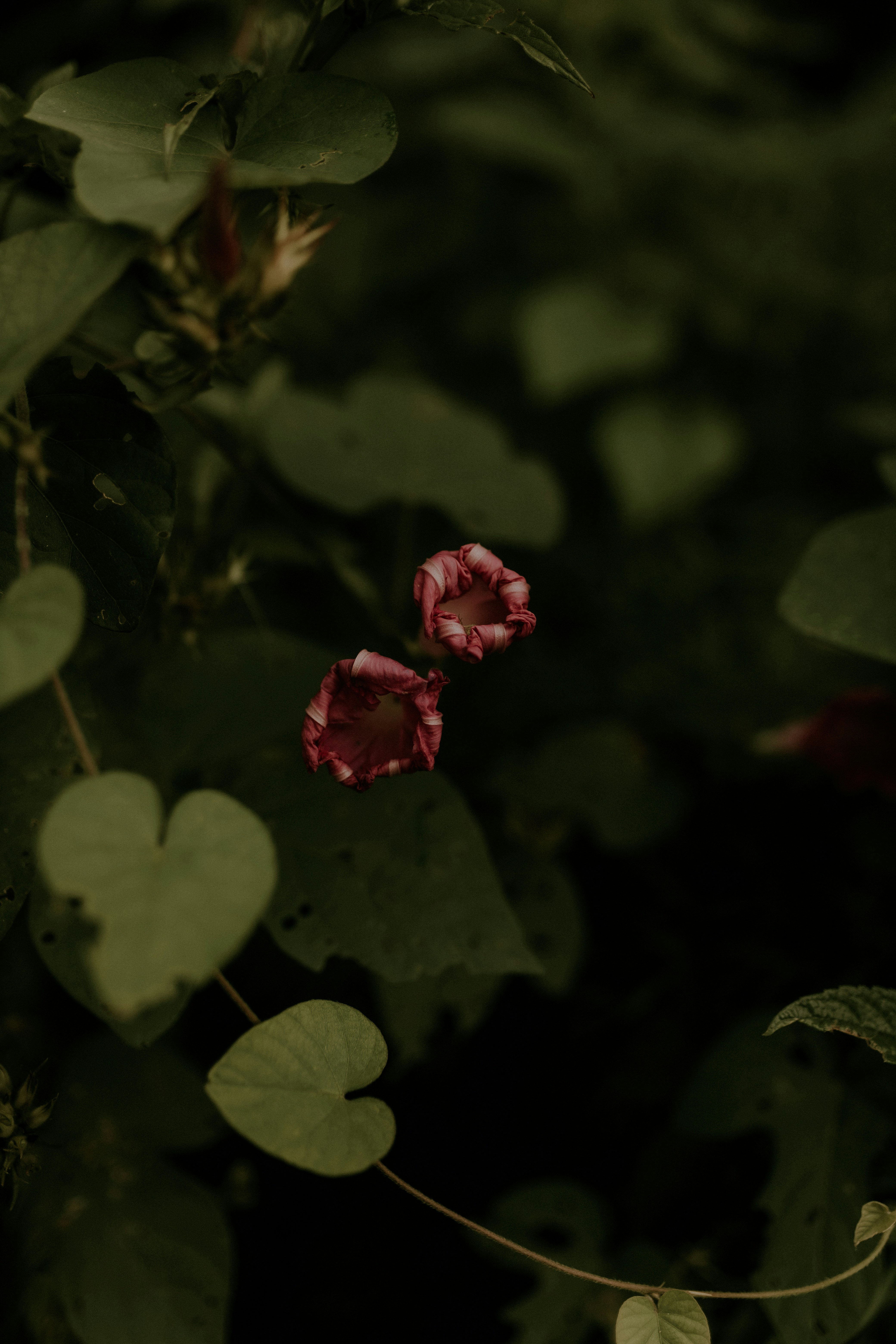 Photo by alexandermassph