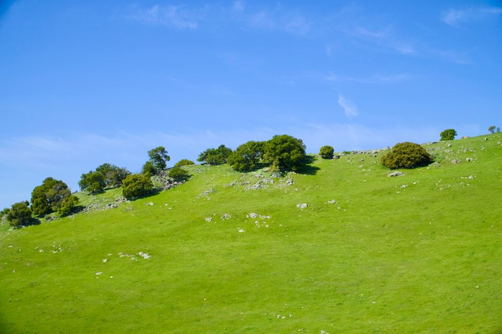 Rolling oak-dotted golden California hills and open valley, evoking the semi-rural landscape around Martinez's Alhambra Valley
