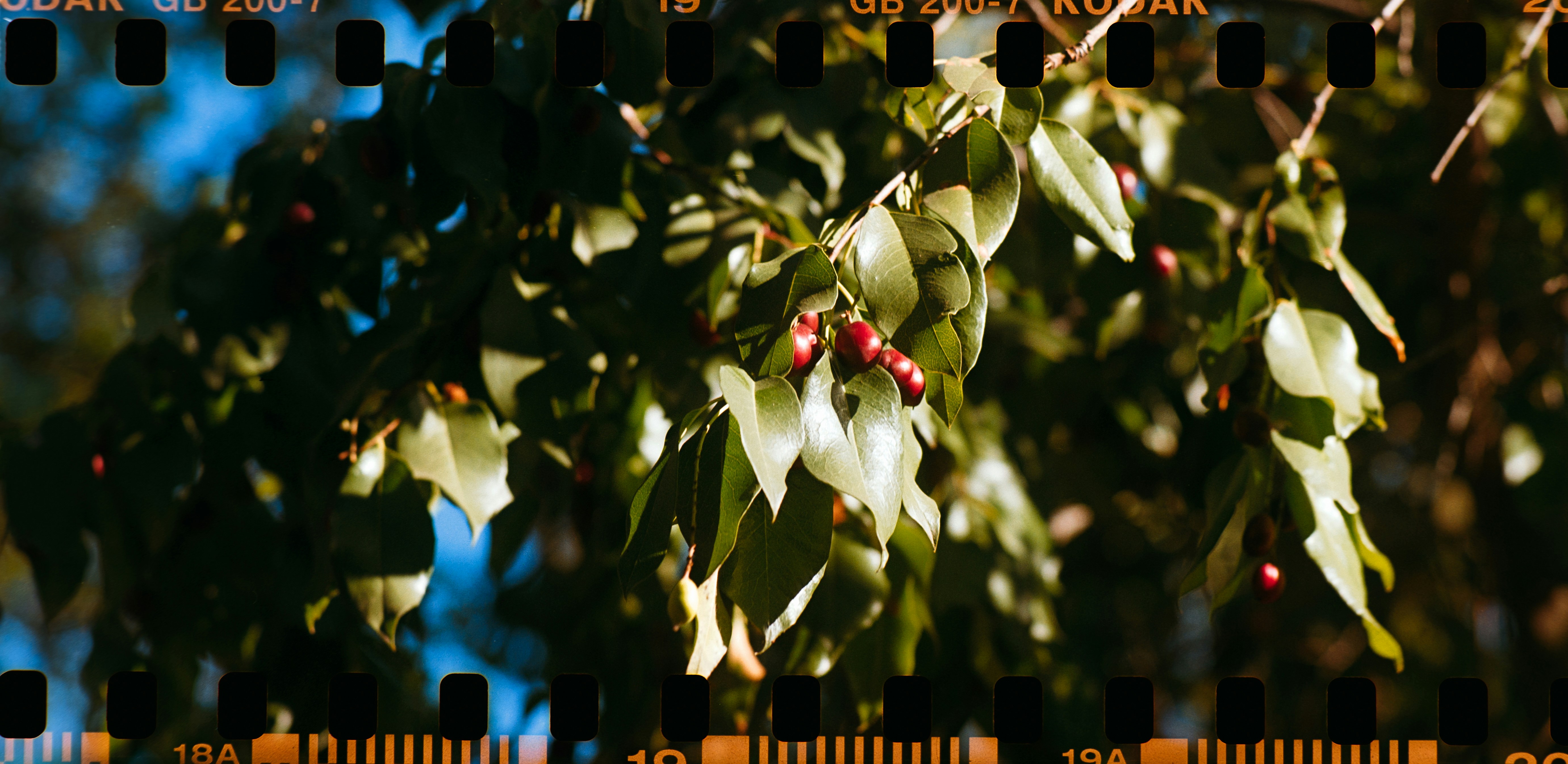 The Secret Life of Plants