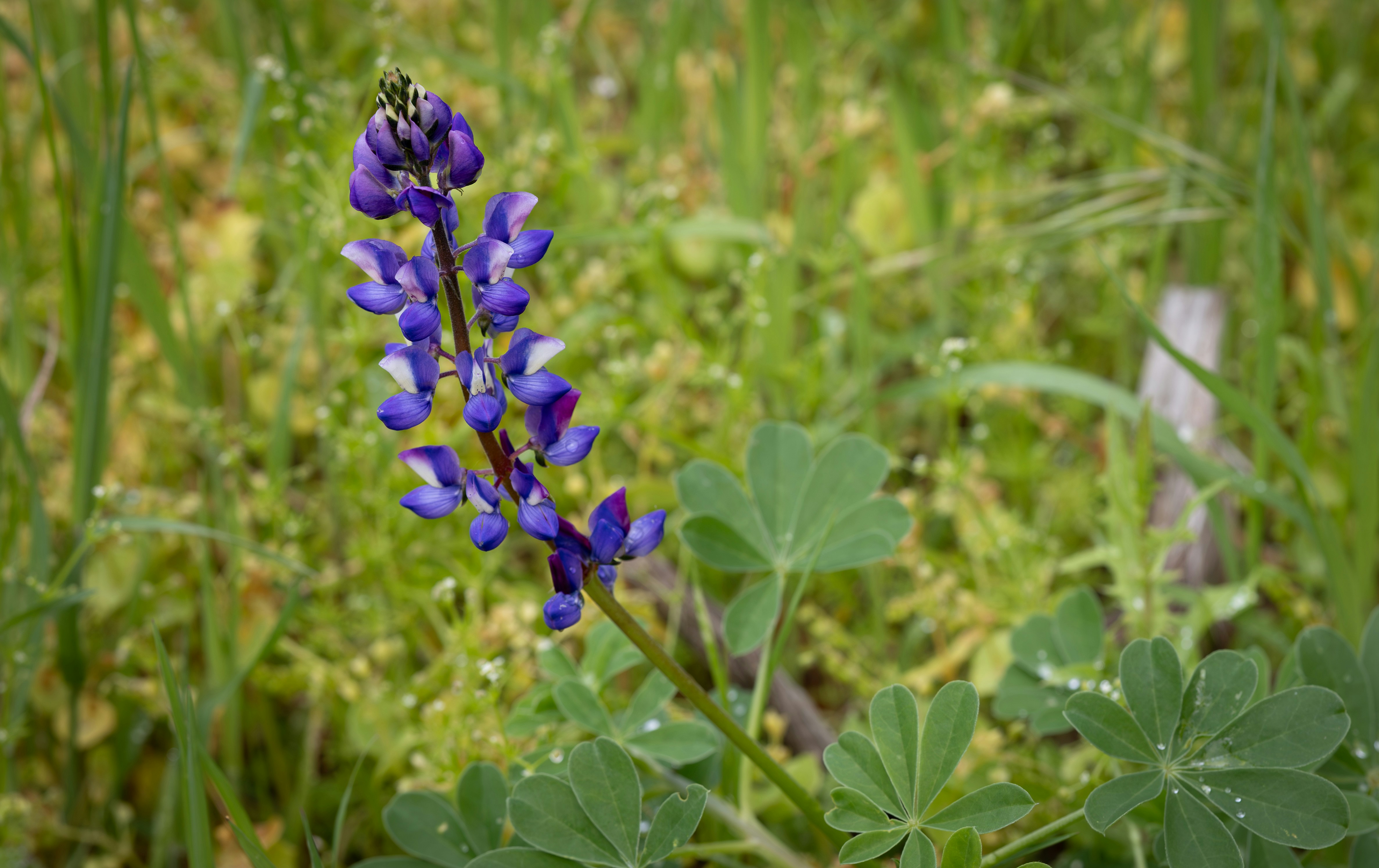 A purple lupine flower stands in lush greenery