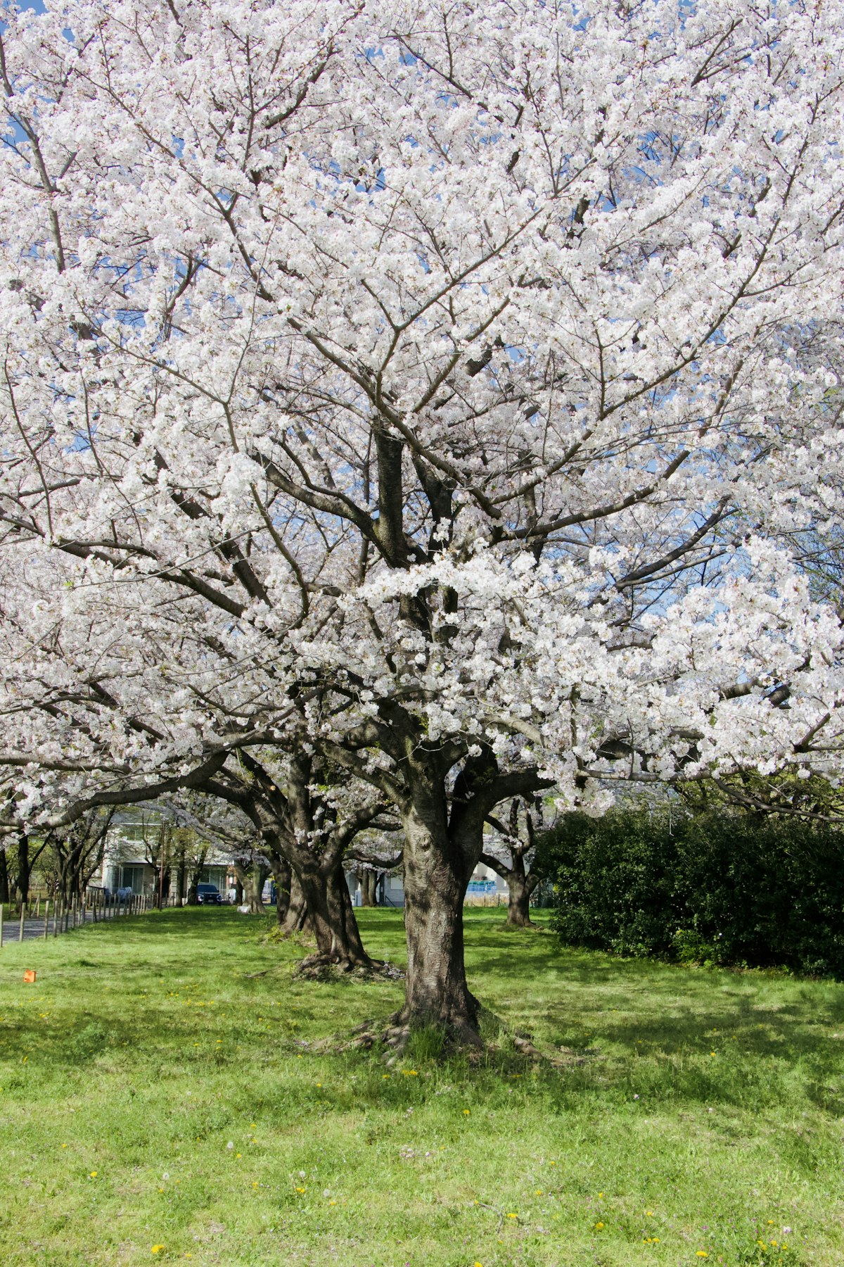 Hiroshima April — cherry blossom sakura peak spring bloom