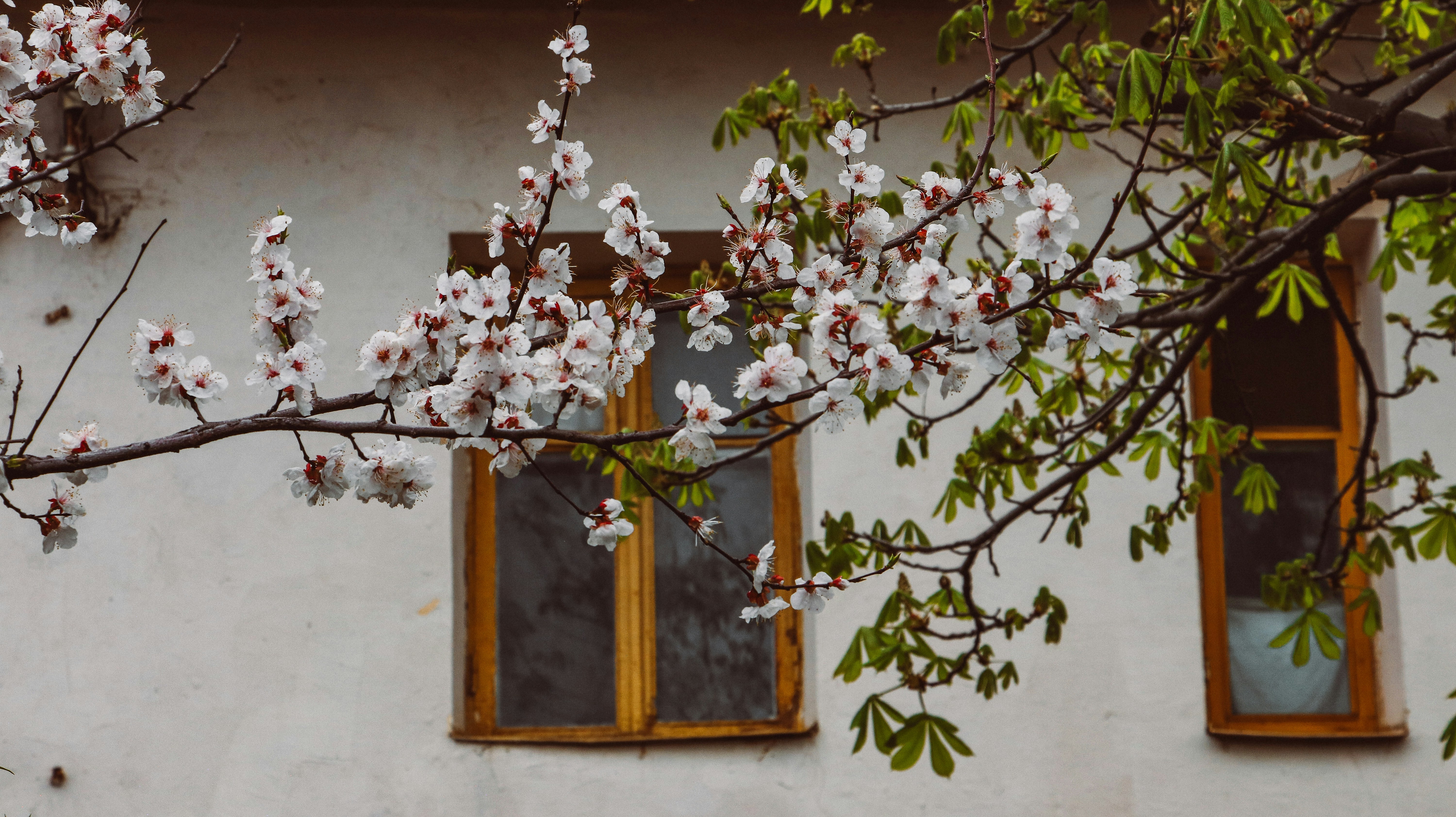 Blossoming tree branches frame a building's windows. photo – Free ...