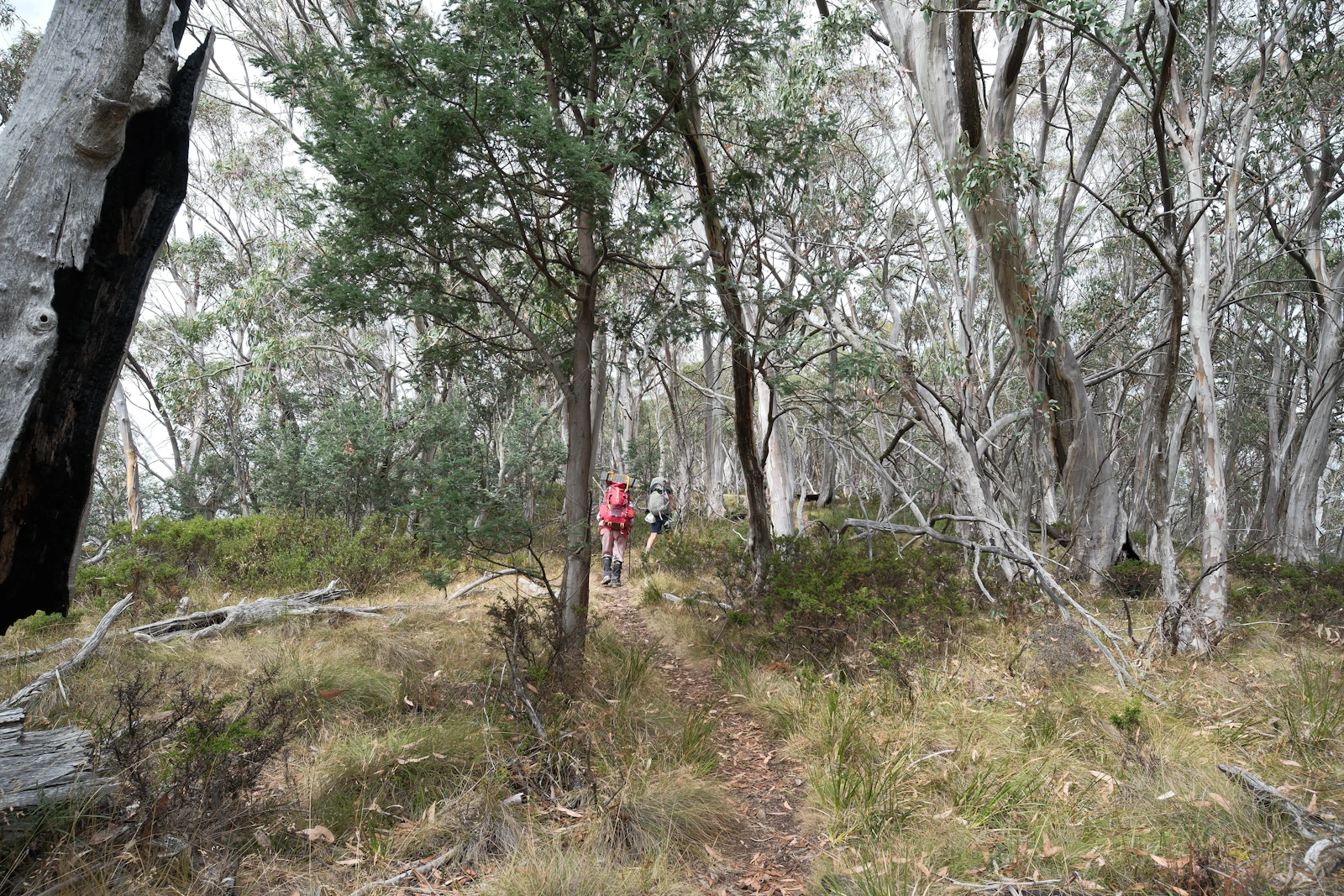 Quiet forest trail leading deeper into the landscape