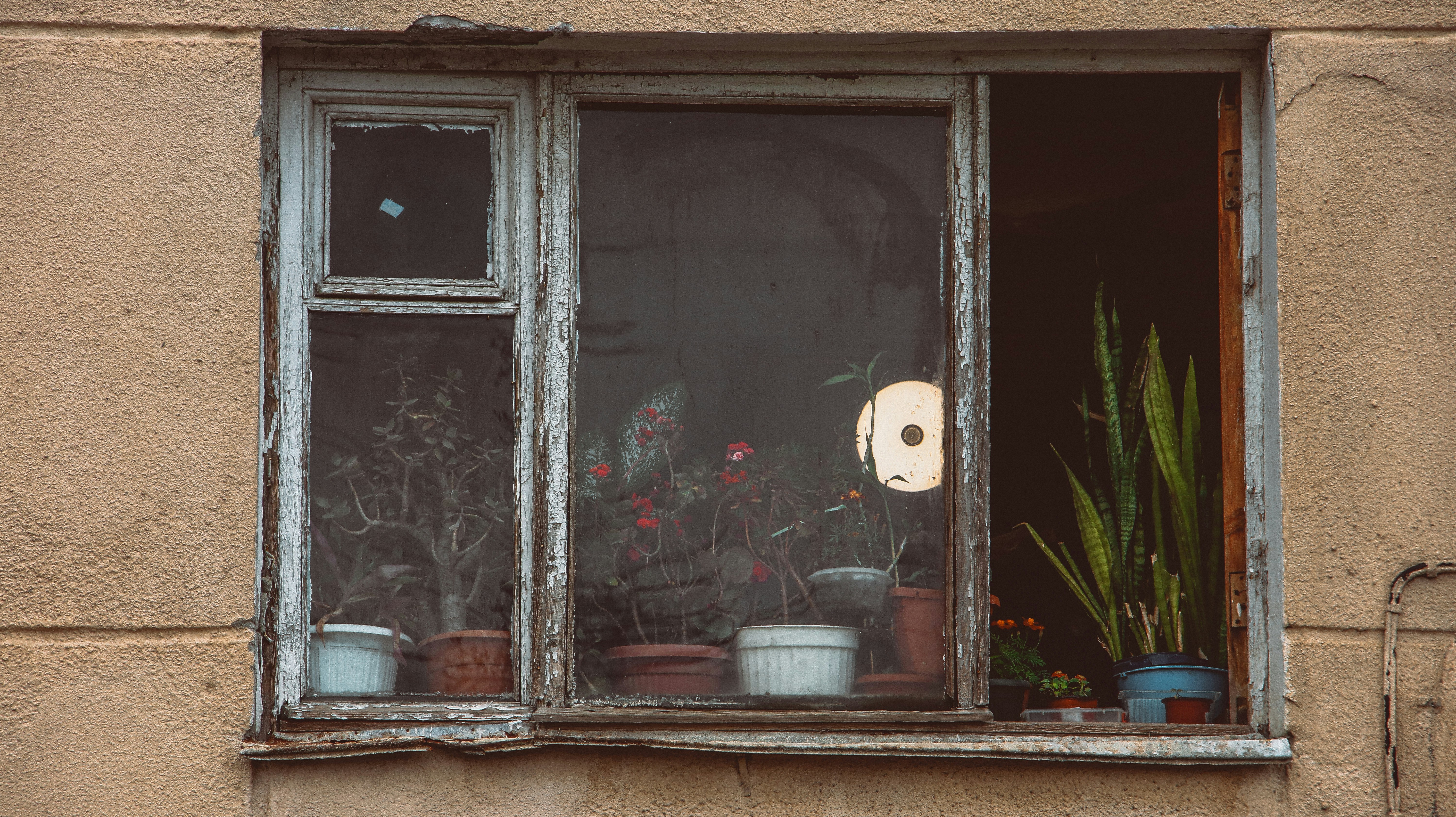 Una vecchia finestra contiene piante in vaso all'interno.